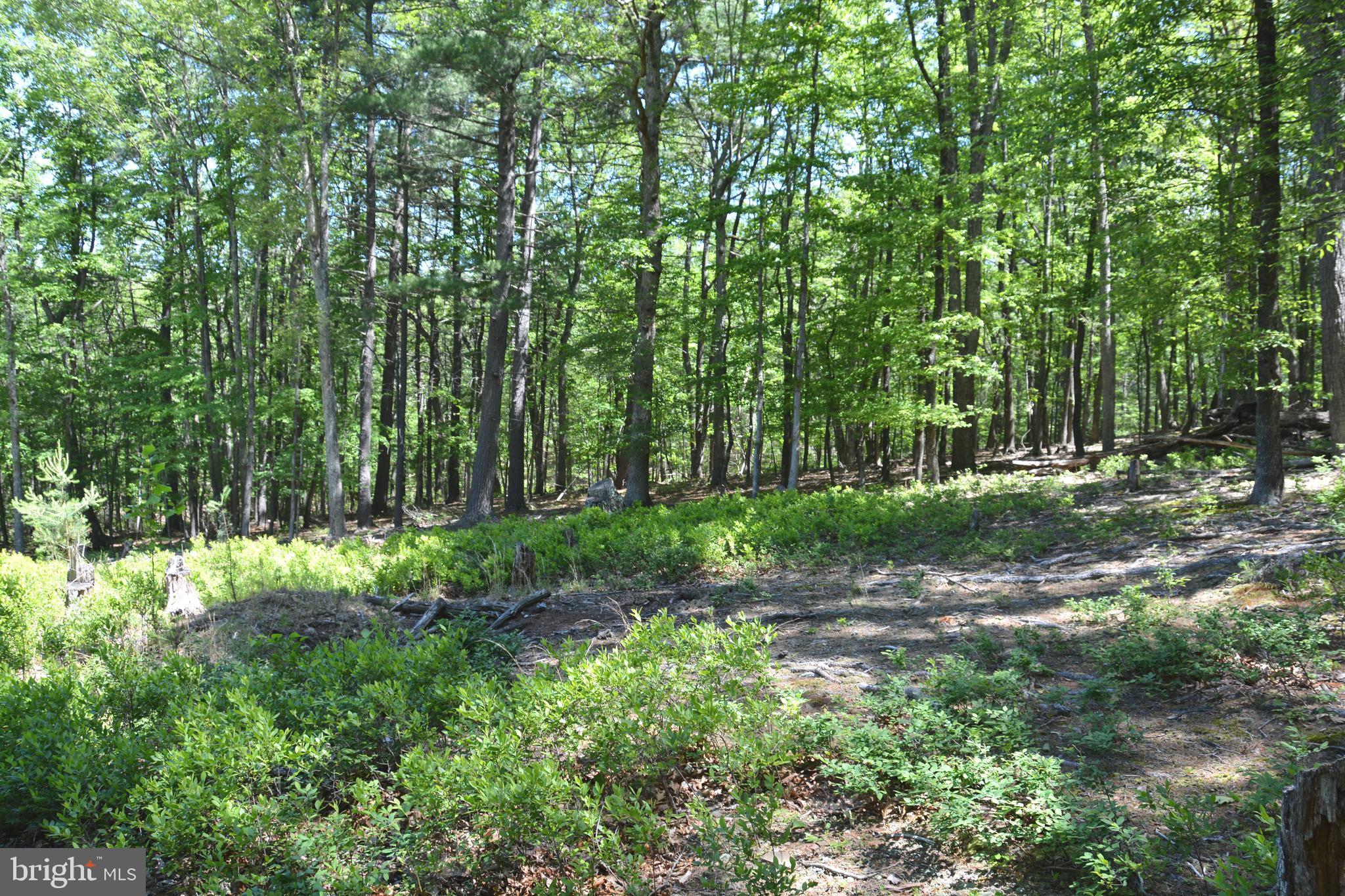 RITTER MOUNTAIN - Land