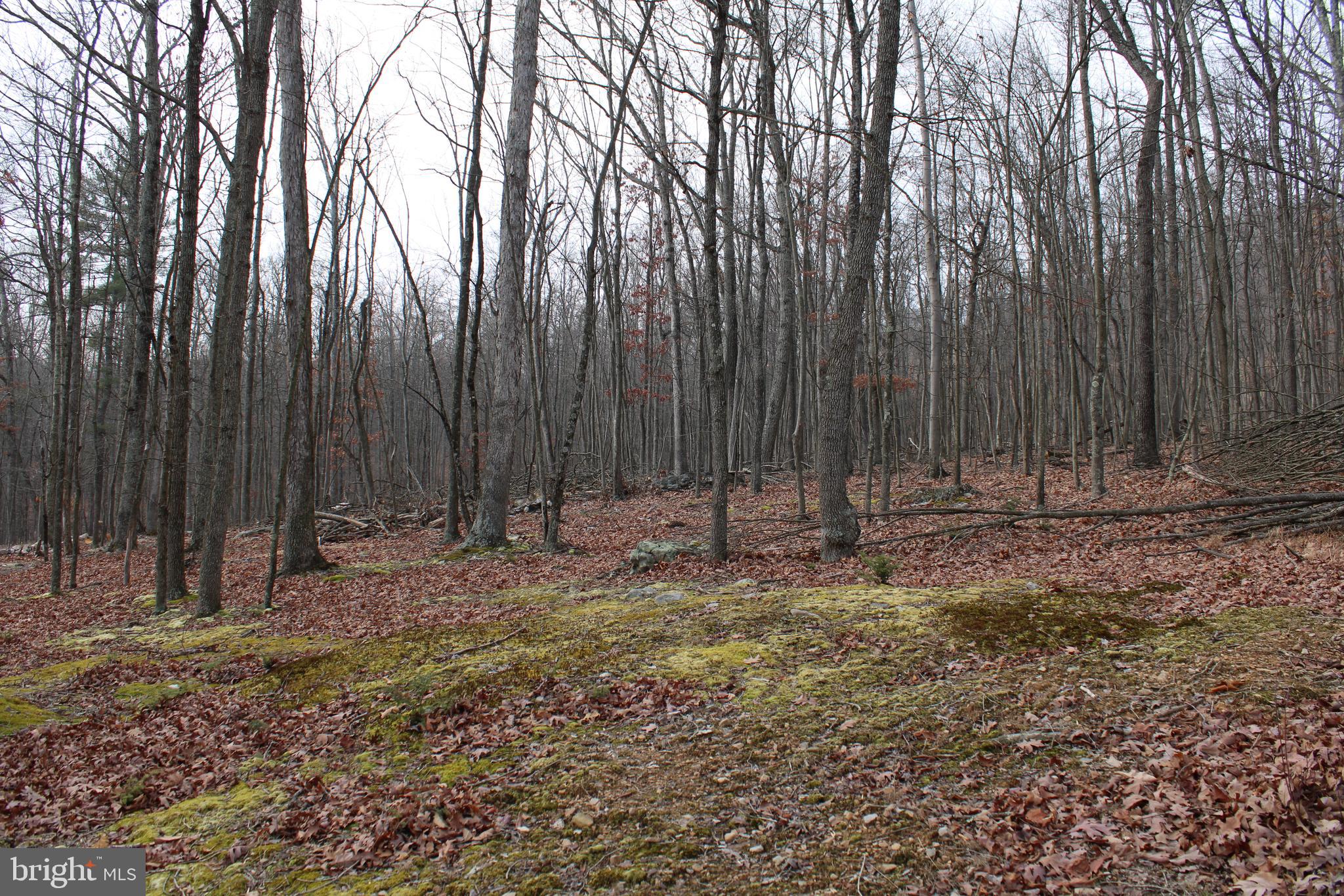 WHISPERING PINES - Land