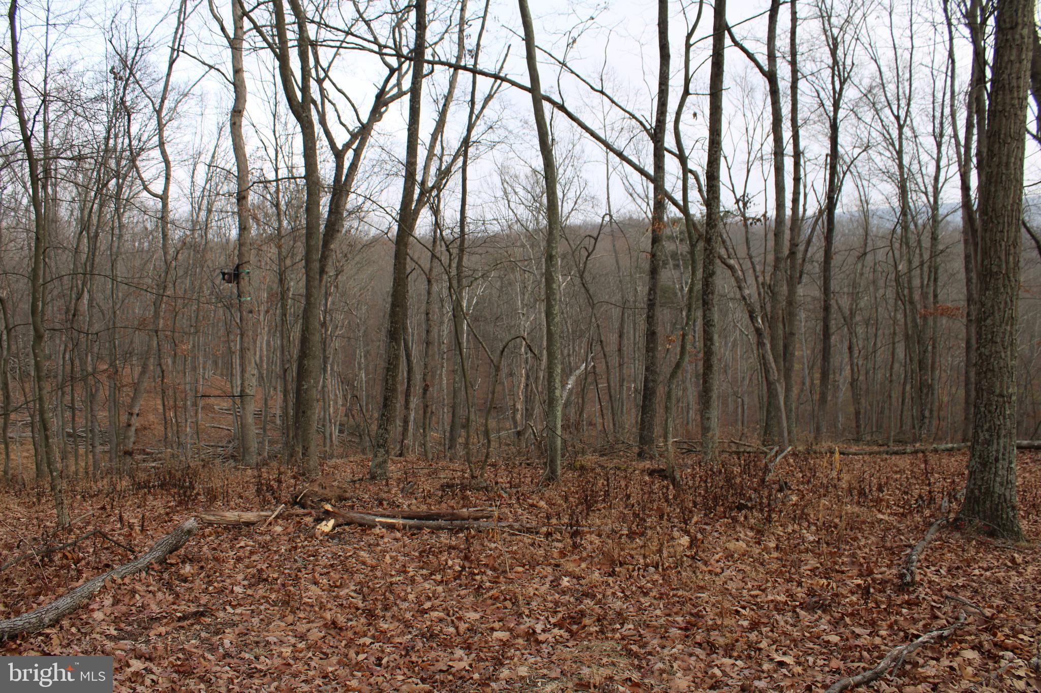 WHISPERING PINES - Land