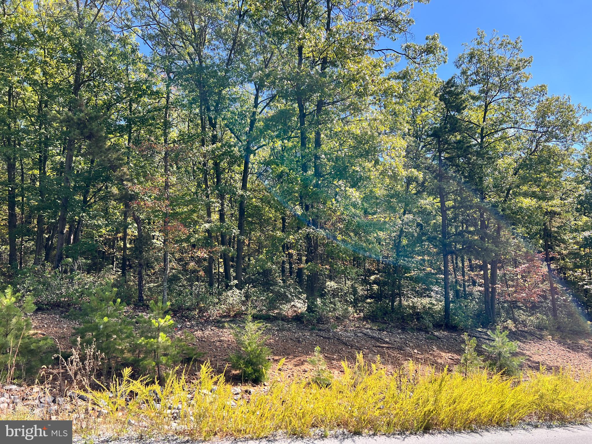 THE WOODS - Land