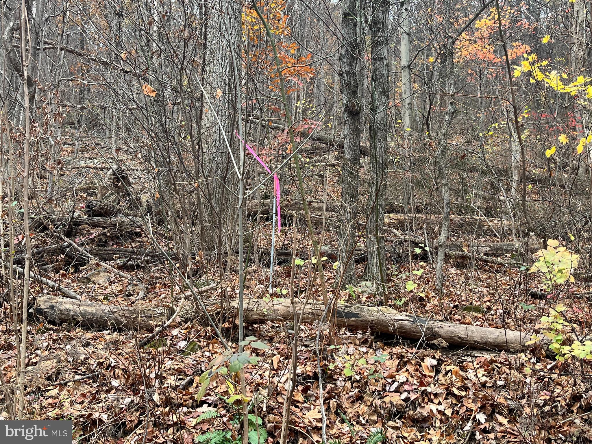 GLENWOOD FOREST - Land