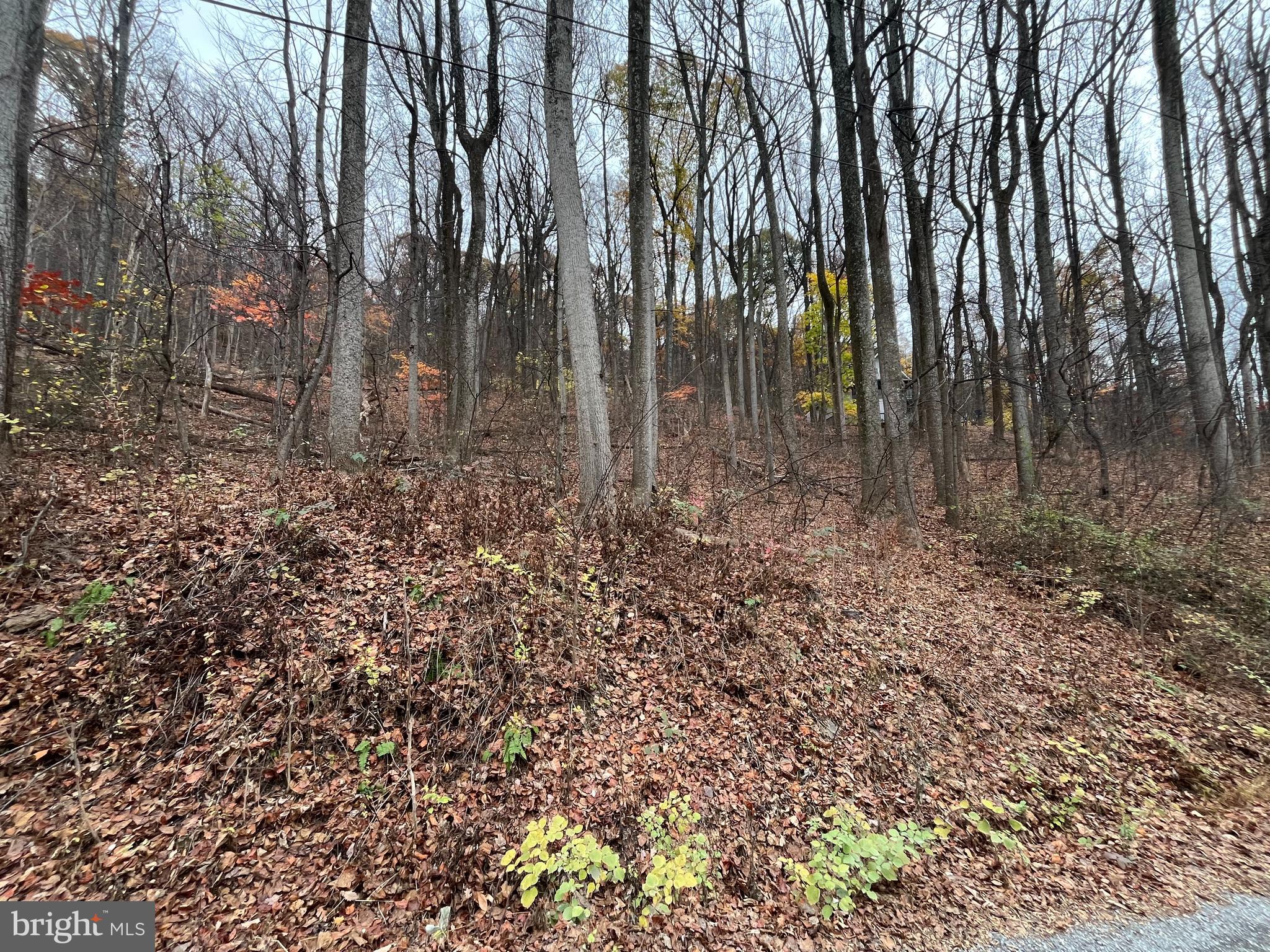 GLENWOOD FOREST - Land