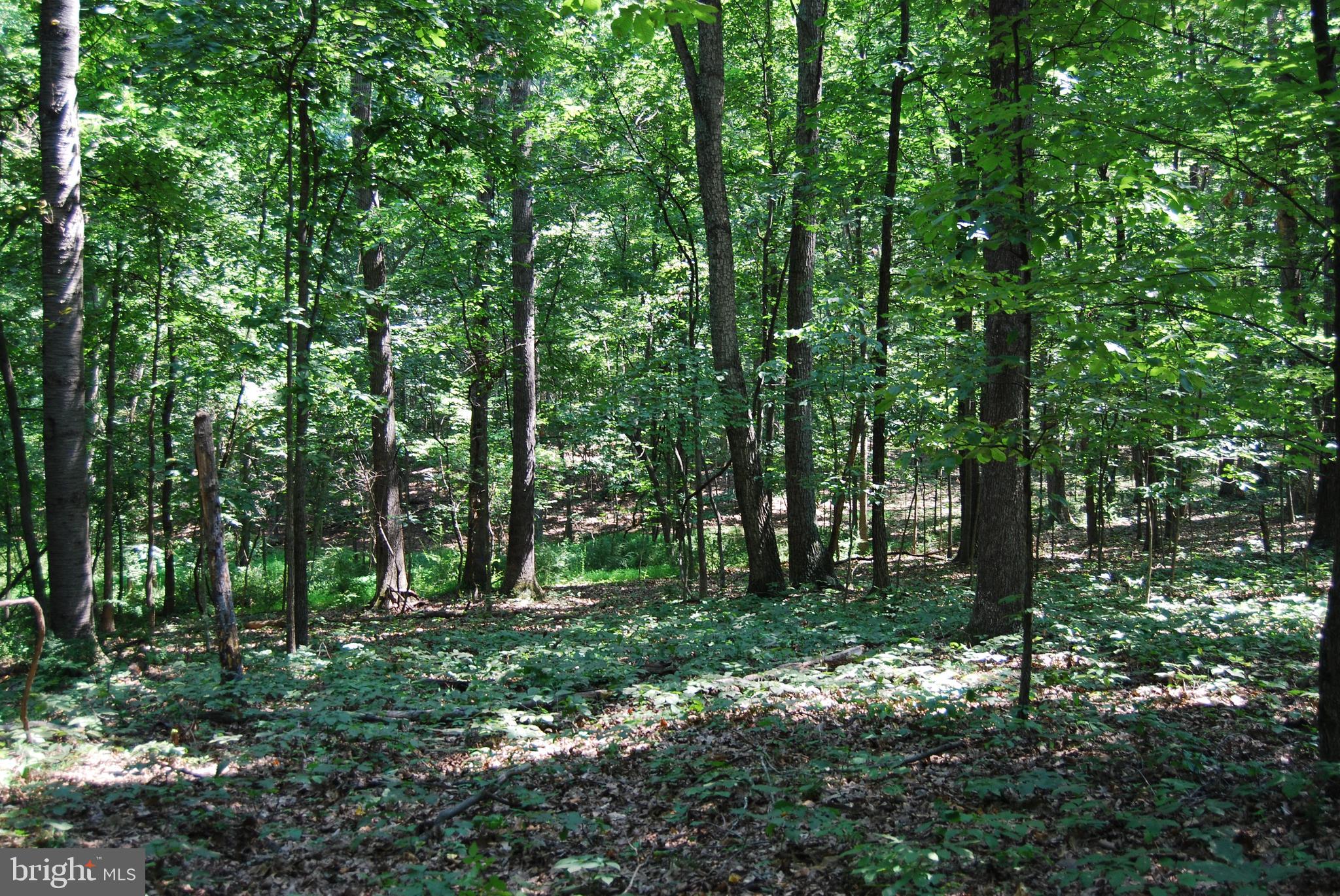 FOREST HEIGHTS - Farm