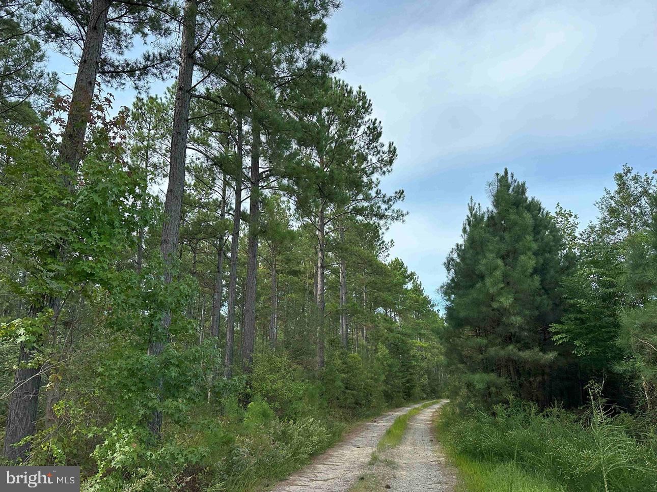 The Jacks Fork tract is 419 acres located on Hustle Road (Rt. 637) approximately 19 miles east of Bowling Green and 18 miles west of Tappahannock. This property lays slightly rolling with the Black Water Swamp on the eastern boundary.  The timber consists of 37 acres of 1993 planted Loblolly pine, 56 acres of 1998 planted Loblolly pine, 160 acres of 2019 planted Loblolly pine, 62 acres of 2024 planted Loblolly pine and 60 acres of natural mature hardwoods. There are 30 acres harvested in 2024 that have not been replanted. The Jack Forks Tract is an excellent opportunity to own a solid timber investment, a farm and or an estate. The recreational opportunities are deer, turkey and duck hunting.  This property will need to be surveyed and approved by the county before closing.