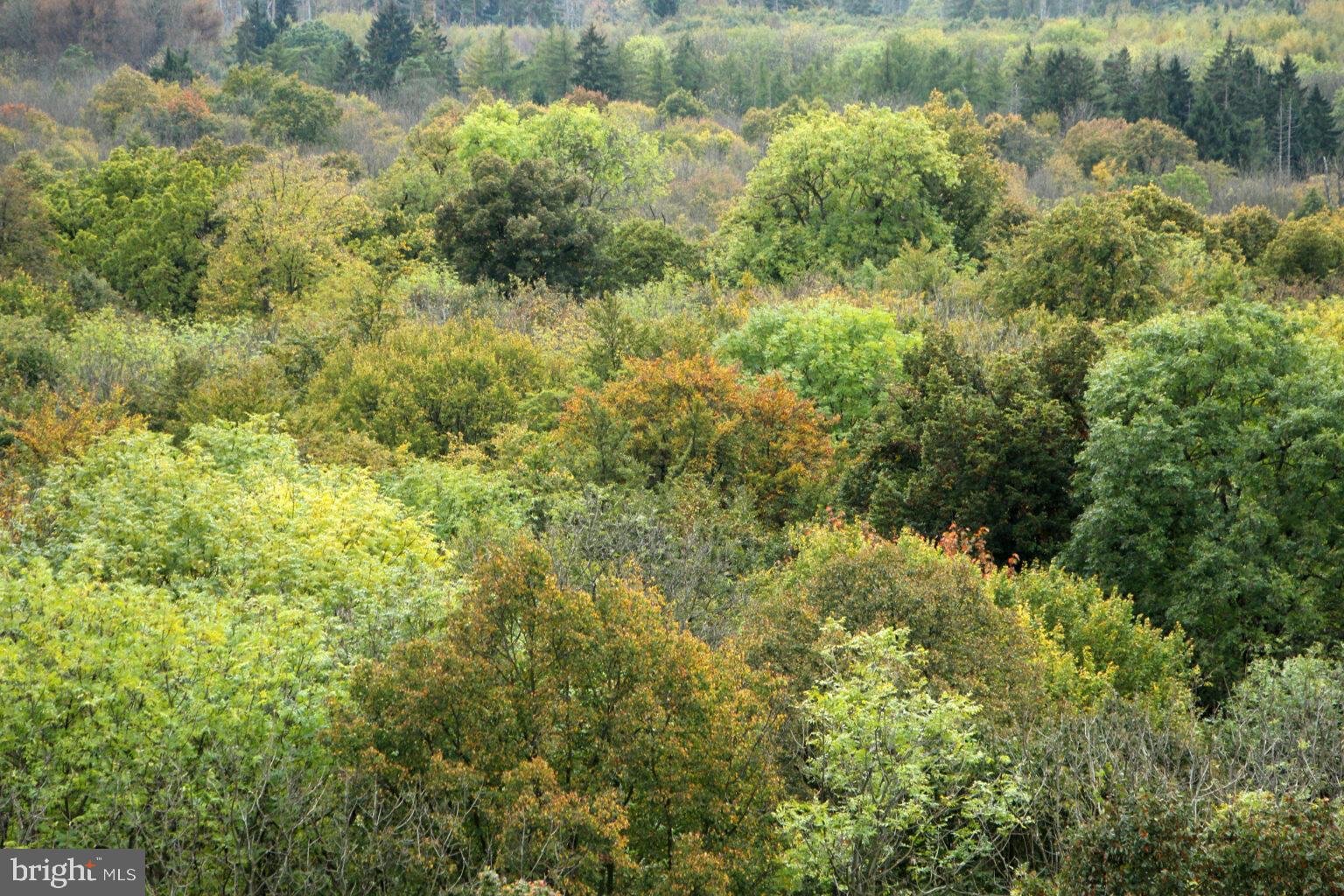 REDUCED!   15.8 acres of secluded, private, wooded land.  Great hunting location.