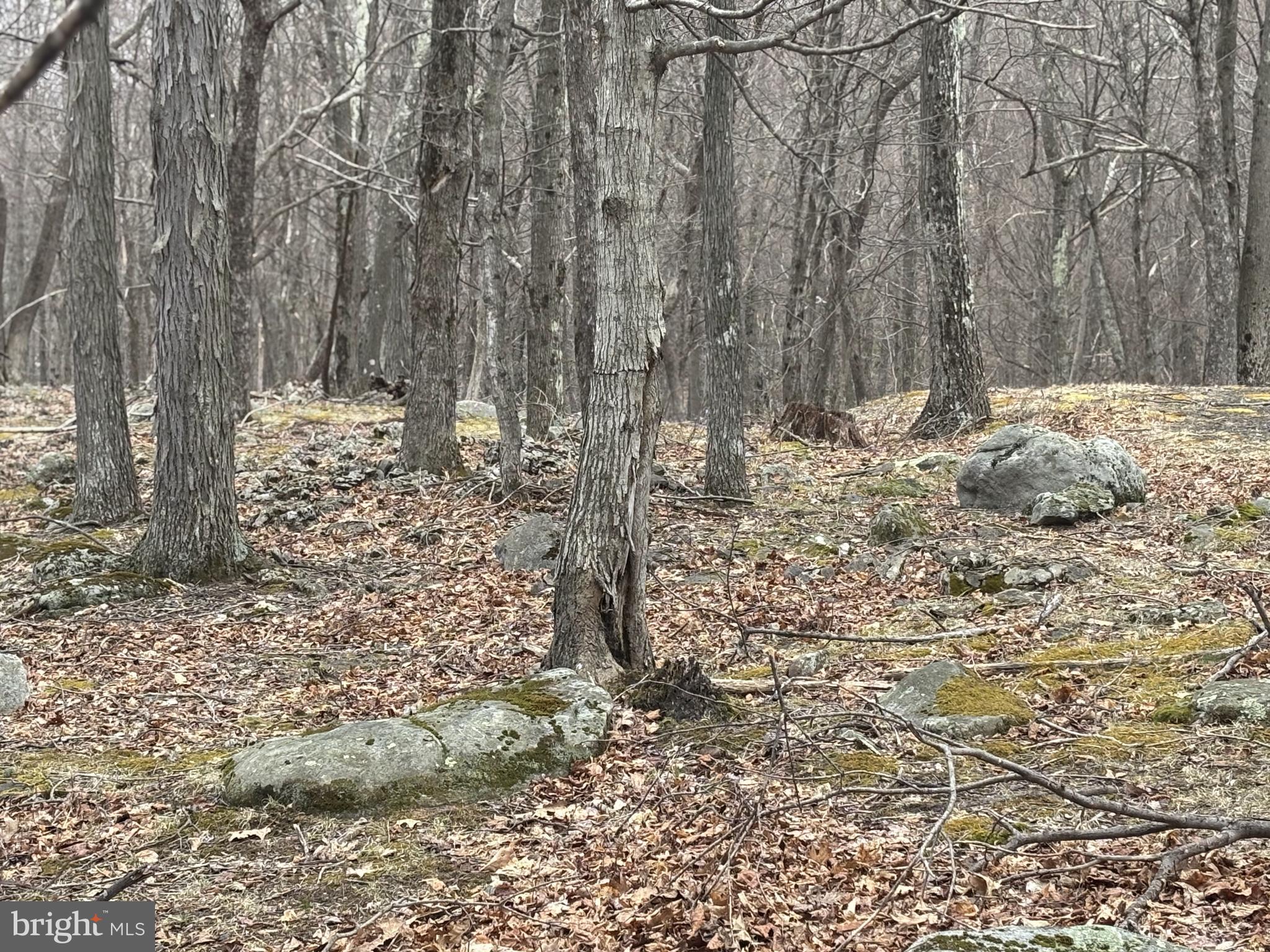 Community surrounded by 17,371 acres of Federally owned recreational land including 2,000 acres of Dolly Sods scenic area in the Monongahela National Forest.  Hunt, fish, hike, ski, kayak...it's all in your backyard!