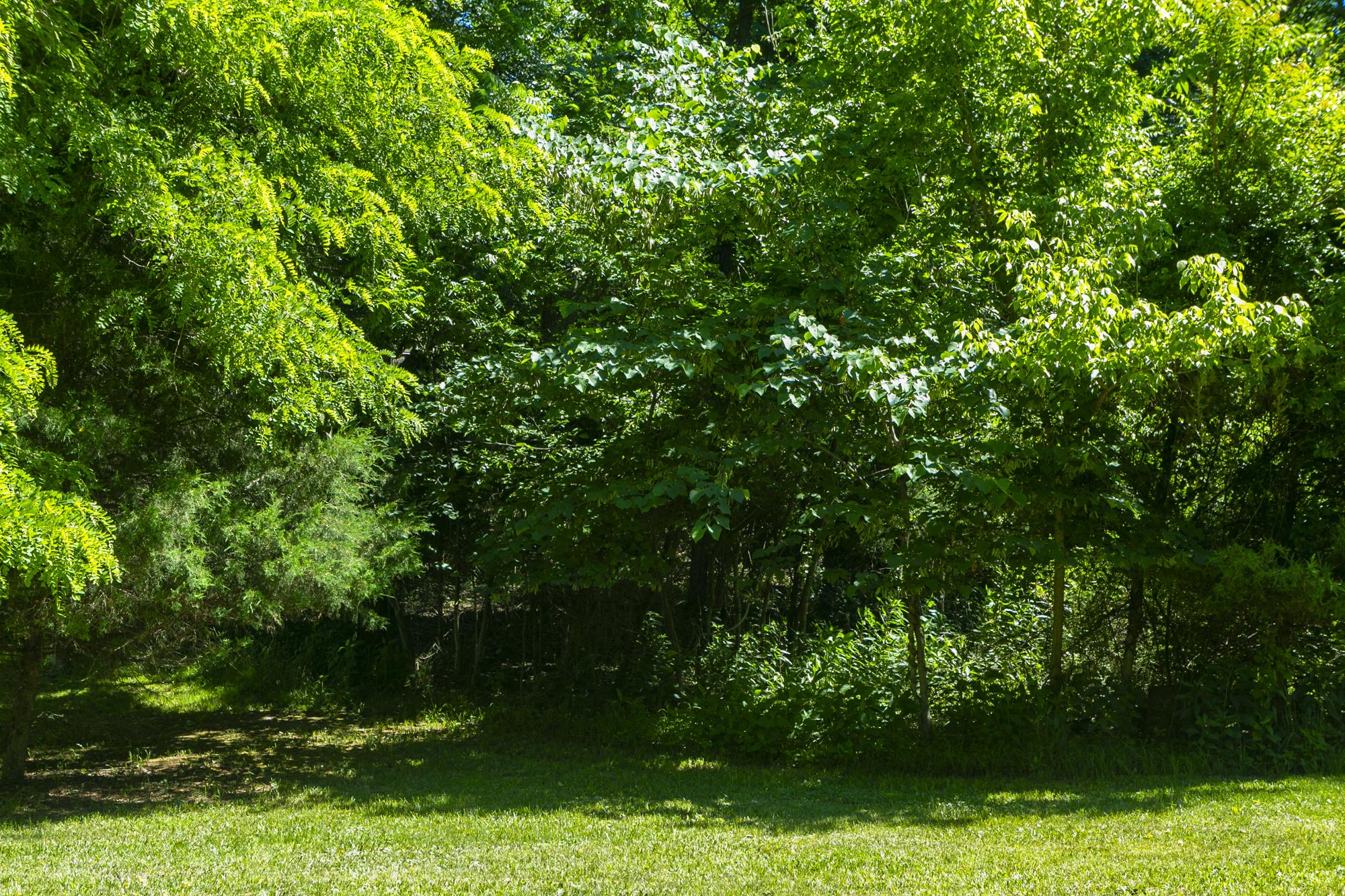 SHANNONDALE - Residential