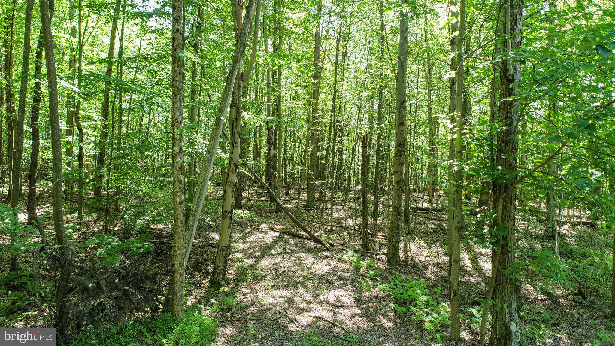 WINDING RIDGE - Land
