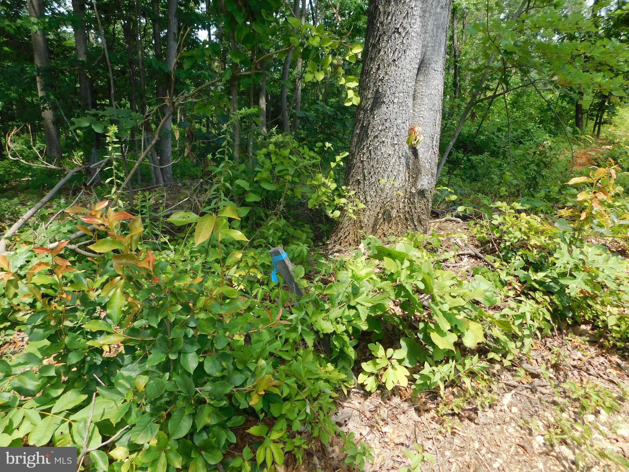 LARKIN RIDGE ESTATES - Land