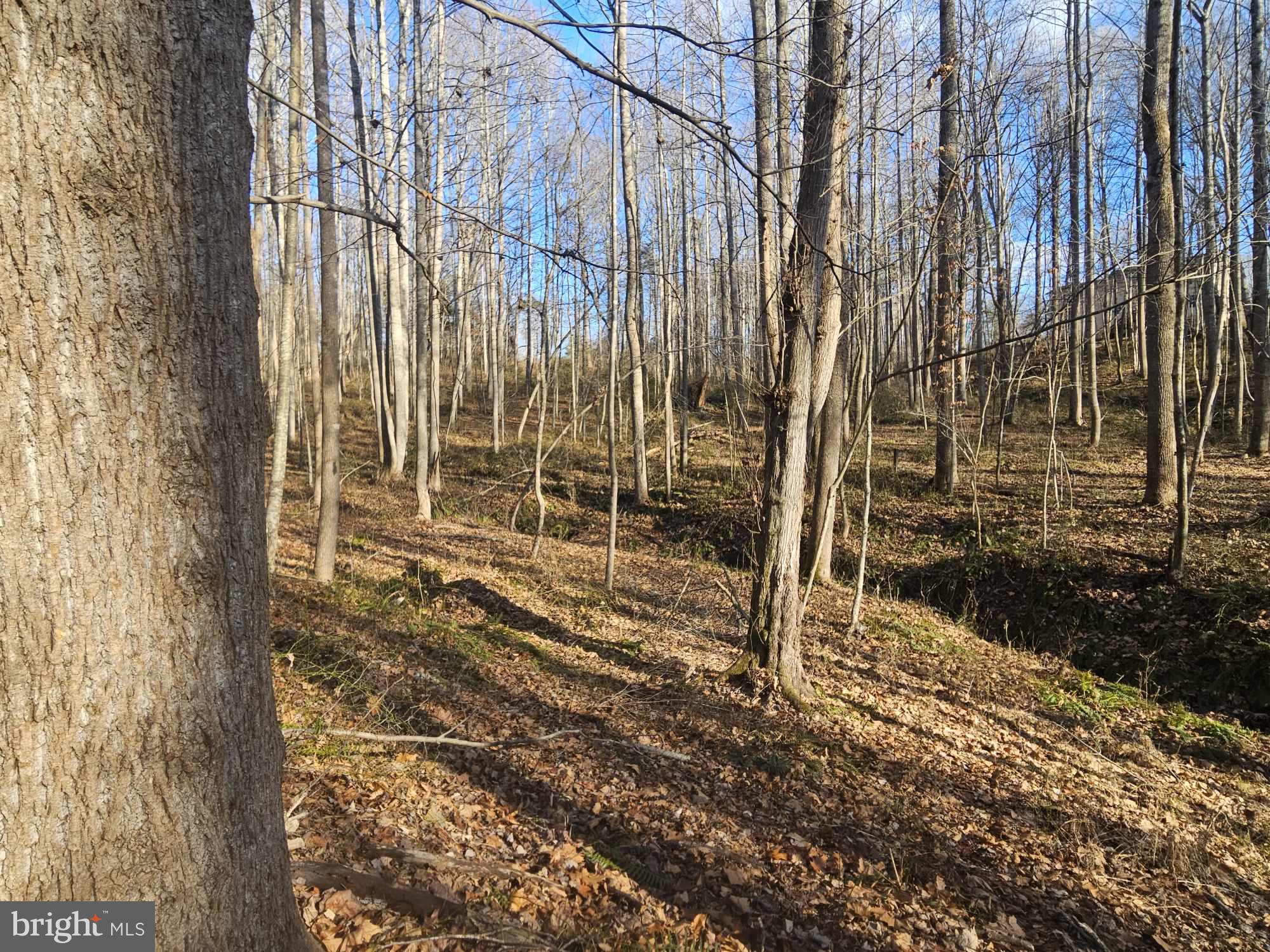 10 lovely wooded acres with a winding stream and elevated, private home site. Abundant wildlife and many possibilities await. Soil work completed for a conventional drainfield with 3 bedroom perc. Zoned A1. No HOA or covenants. Mobile homes, manufactured homes, and modulars allowed. Deeded road maintenance agreement in place for 4 lots served by Cedar Lane.