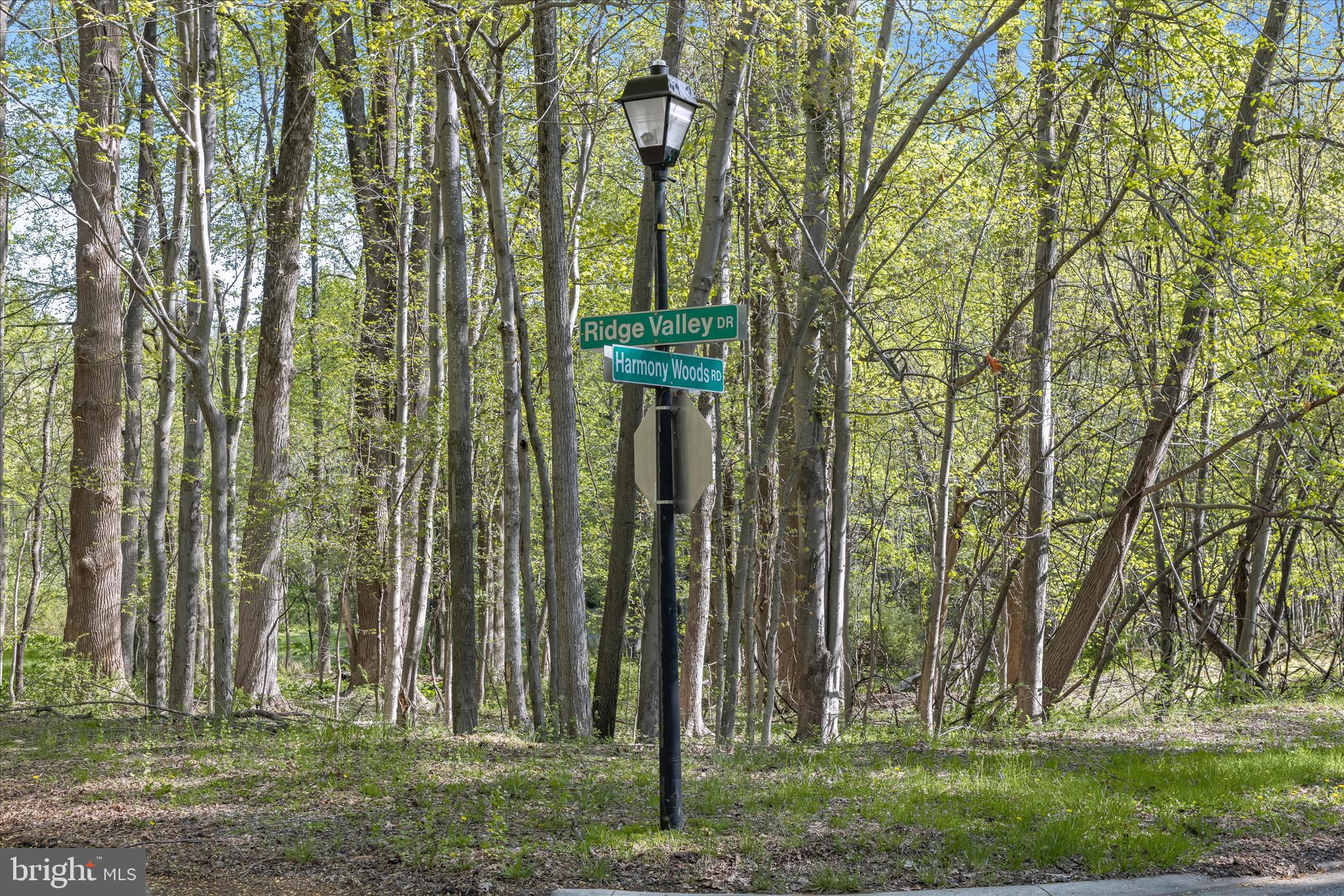 THE WOODS - Land
