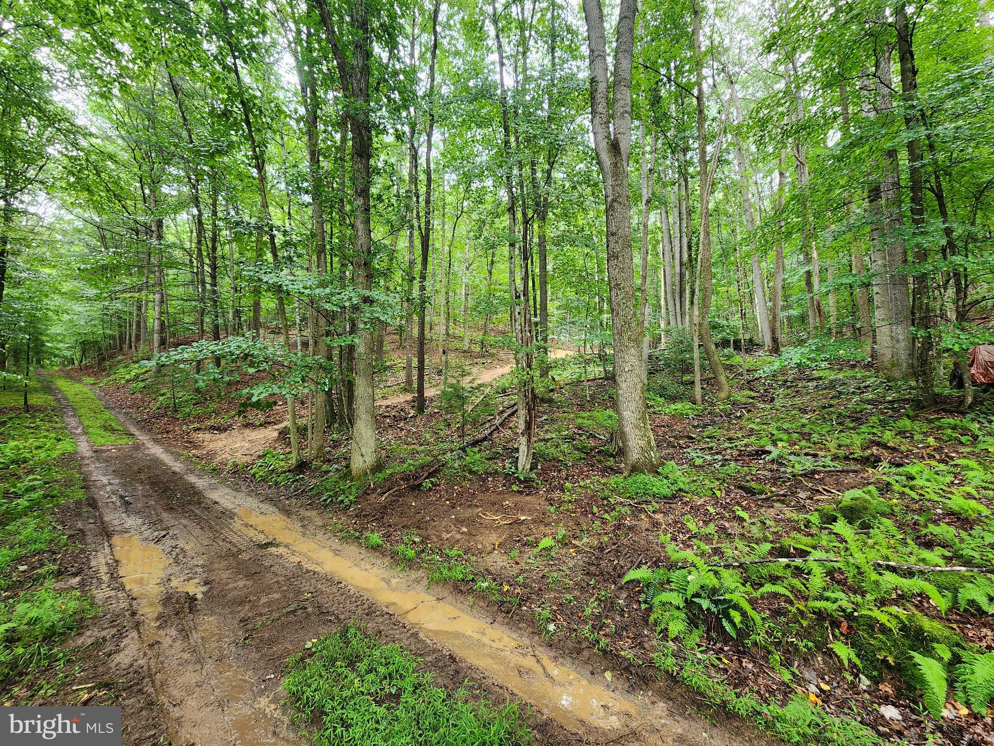 TUCKED AWAY IN A LITTLE HOLLOW YOU WILL FIND THIS AFFORDABLE HIDEAWAY WITH A RECENTLY INSTALLED  DRIVEWAY AND LEVEL SPOT READY FOR YOUR TENT, CAMPER, TINY HOME, OR CABIN.  OFF THE BEATEN PATH, YET EASY TO ACCESS, AND ONLY MINUTES AWAY FROM EVERYTHING THAT THE LOST RIVER VALLEY HAS TO OFFER.  SET UP CAMP AND SPEND YOUR DAYS EXPLORING TROUT POND,  KIMSEY RUN LAKE,  LOST RIVER STATE PARK,  AND THE GEORGE WASHINGTON NATIONAL FOREST.  IF YOU HAVE BEEN SEARCHING FOR SOMETHING IN THIS AREA THAT DOESN'T BREAK THE BANK AND IS READY TO USE, THIS COULD BE THE ONE YOU HAVE BEEN WAITING FOR.  TAKE A TRIP TO THE WEST VIRGINIA HILLS TODAY.  YOU WON'T BE DISAPPOINTED!