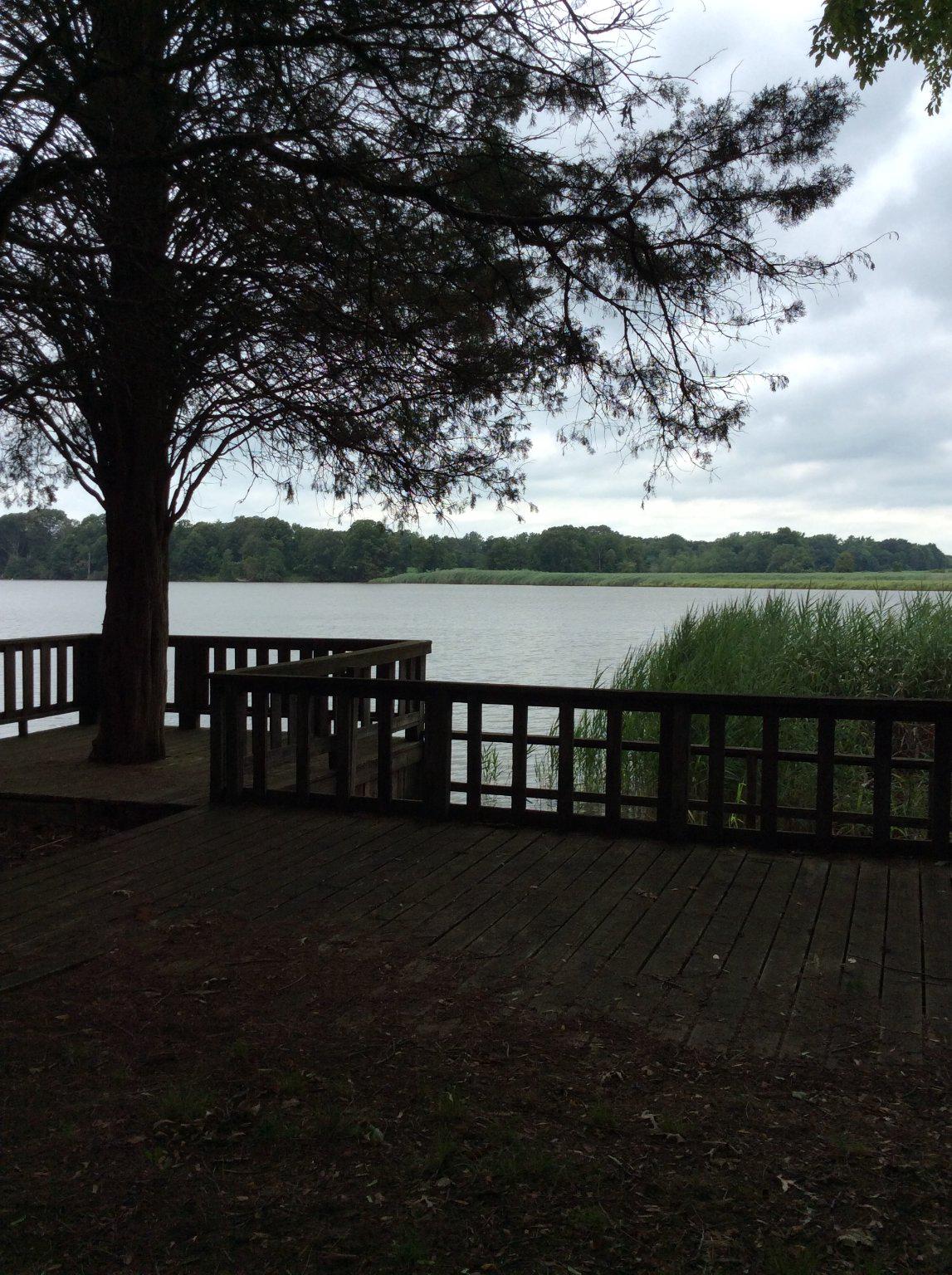 DUCKS NECK - Land