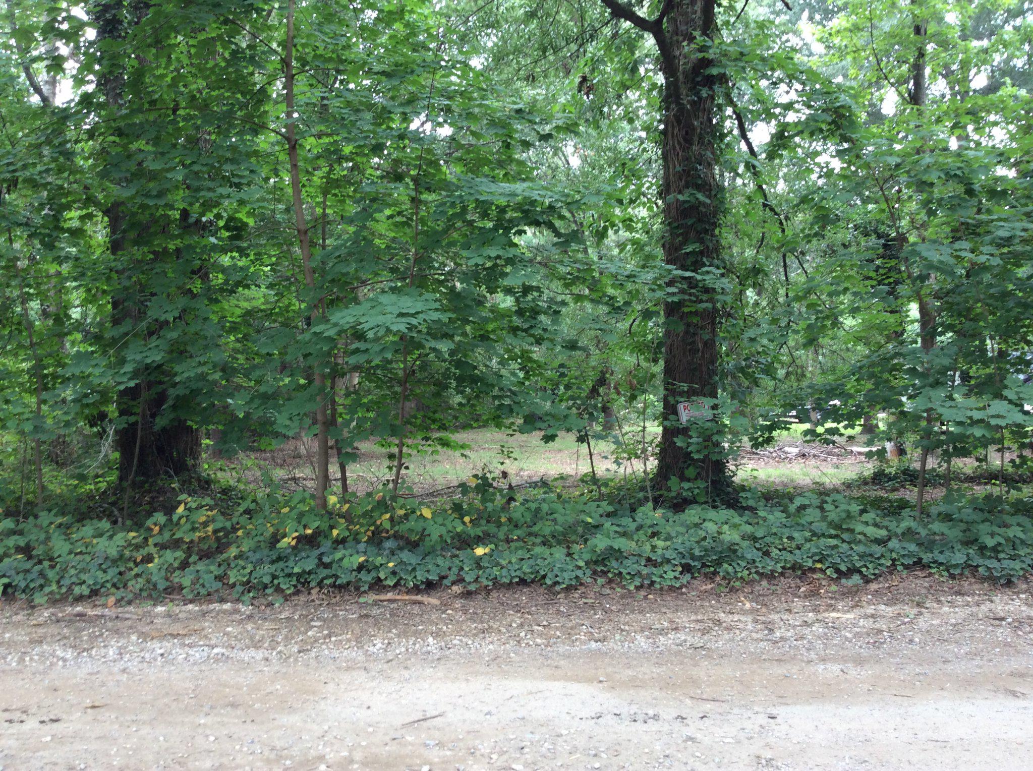 DUCKS NECK - Land