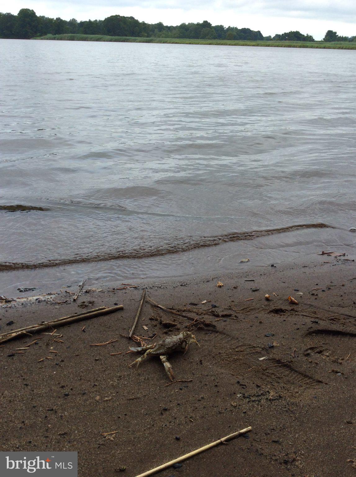 DUCKS NECK - Land