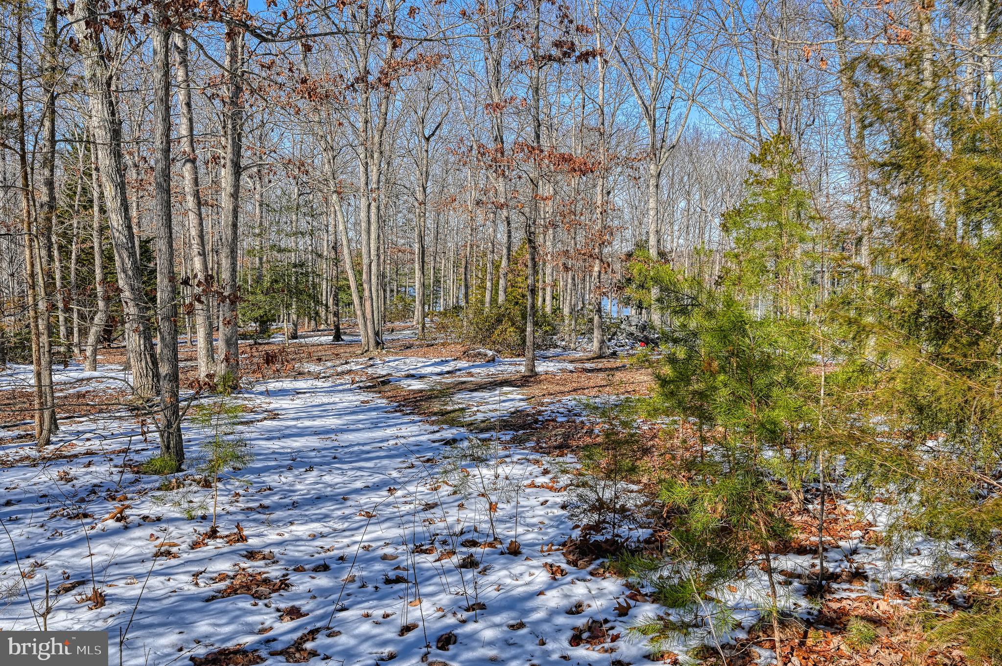 CONTRARY FOREST - Land