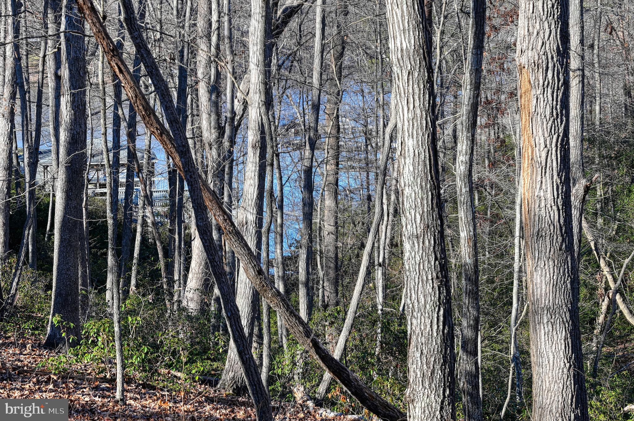 CONTRARY FOREST - Land
