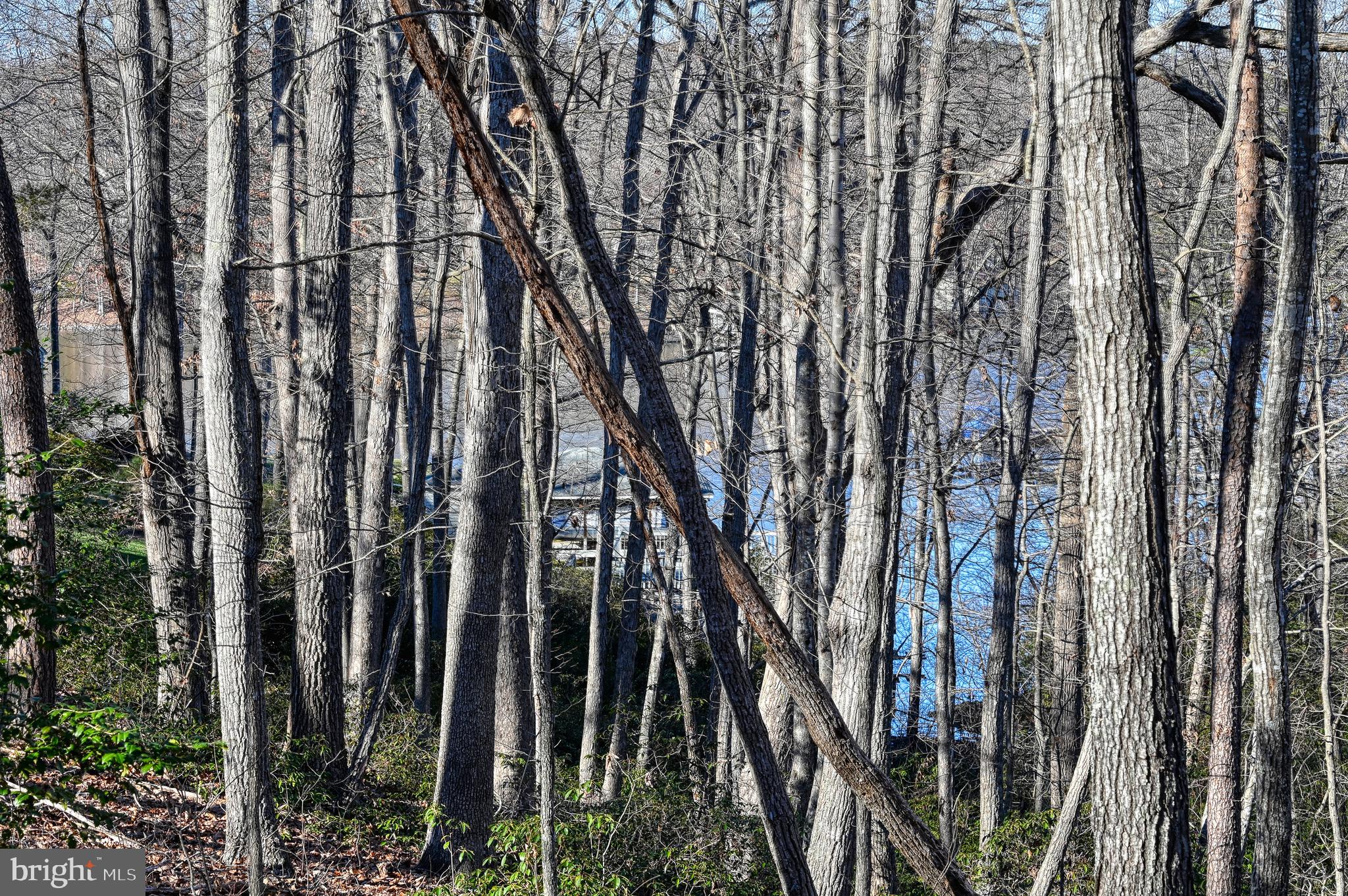 CONTRARY FOREST - Land