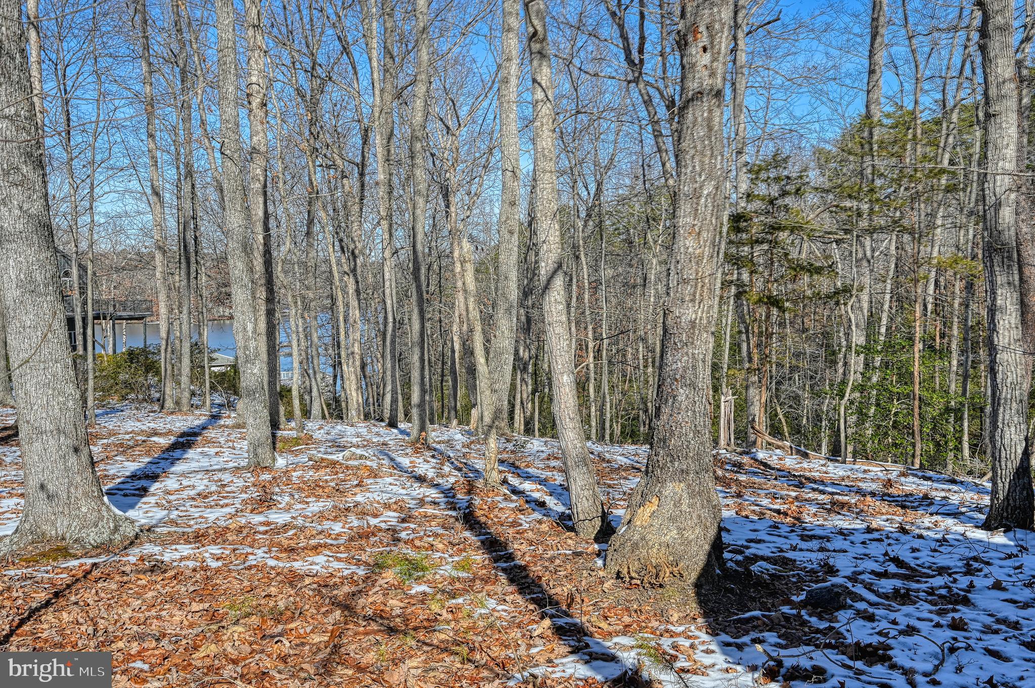 CONTRARY FOREST - Land