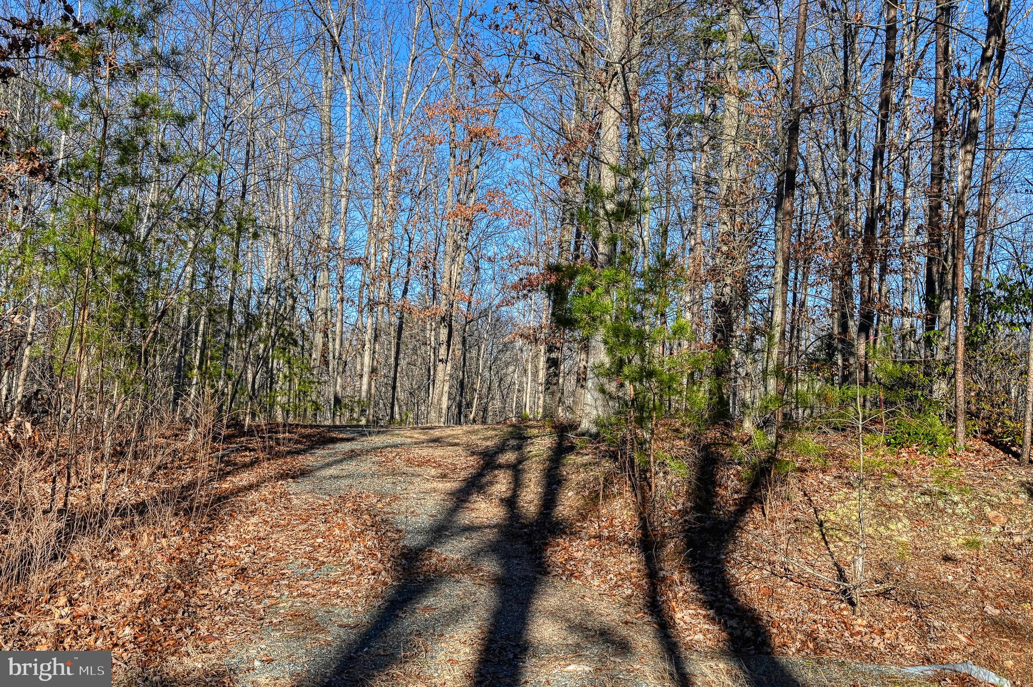 CONTRARY FOREST - Land