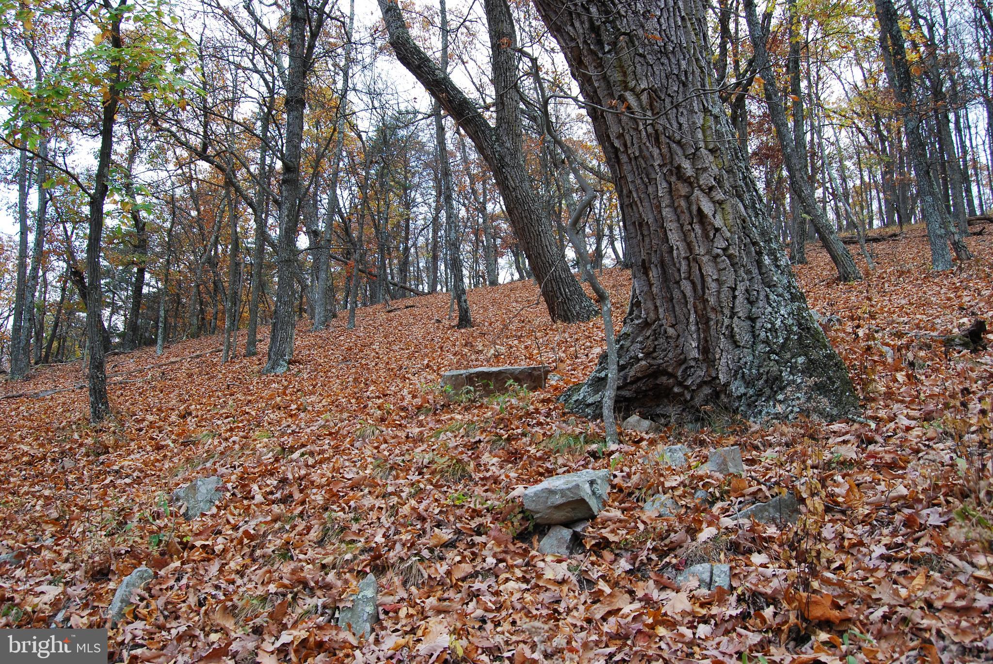 ASHTON WOODS - Land