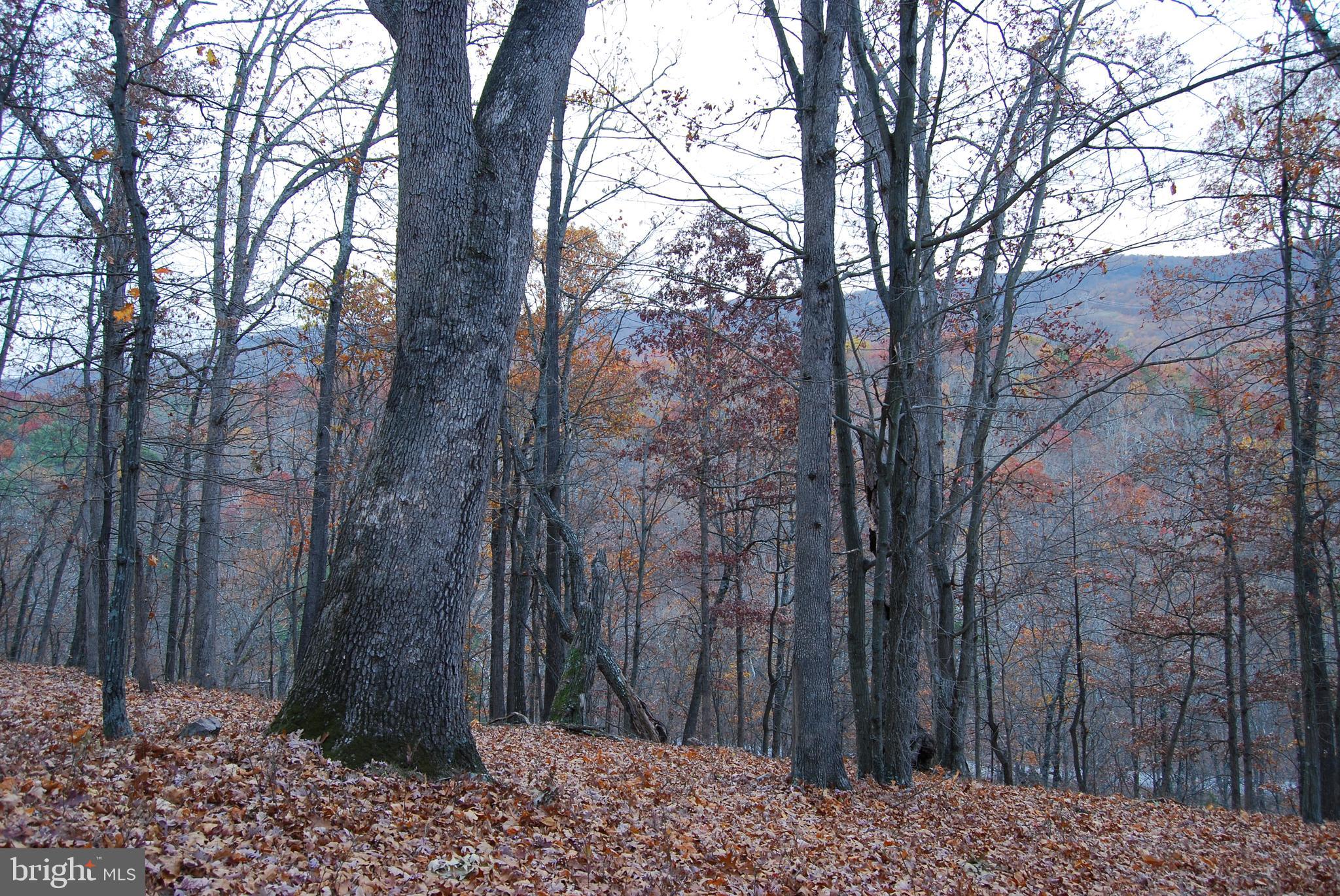 ASHTON WOODS - Land