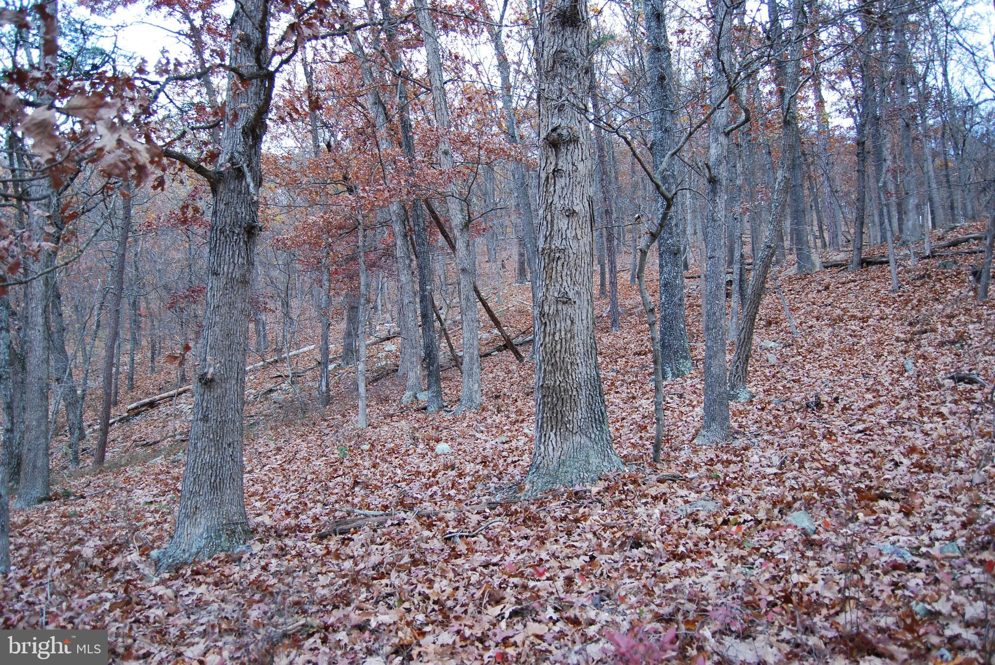ASHTON WOODS - Land