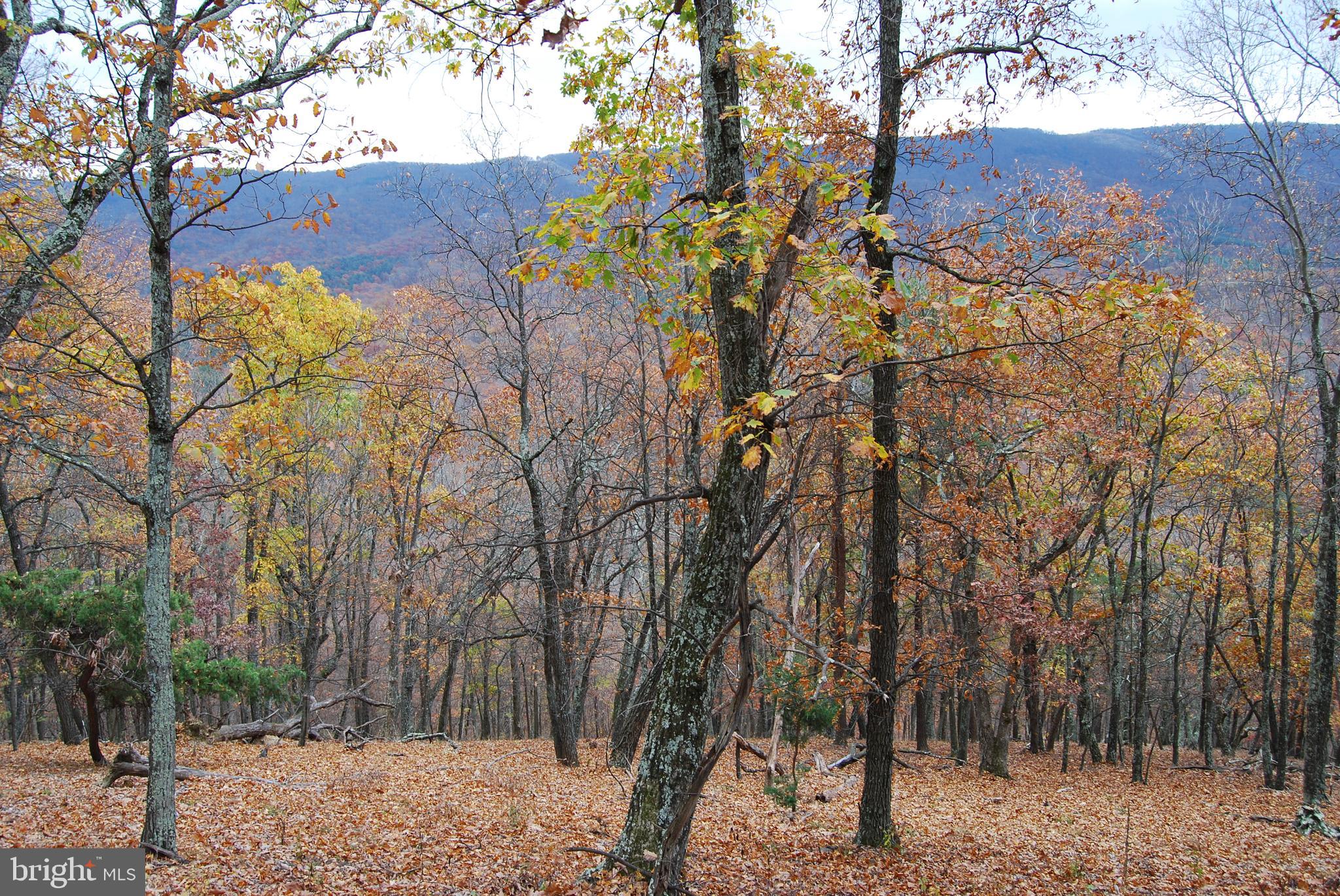 MOUNTAIN VIEWS

This property offers phenomenal views that can be captured without aerial photography. With clearing and grading you could perch your dream home or cabin overlooking the valley below with a bird's eye view. An outstanding feature of this property is dual access. This property fronts on 2 separate roads make it convenient to enjoy all of the land without the hassle of hiking. The intermittent stream at the base of the mountain holds pockets of water that the wildlife seek out making this property a great option for an outdoor enthusiast.

Are you a hunter or have family that hunts? This property sets up well for the mountain hunter that wants their very own piece of ground to own. A large oak flat mid way down the ridge is littered with rubs and scrapes. The old logging roads show signs of bedding and heavy trails that are frequently traveled.