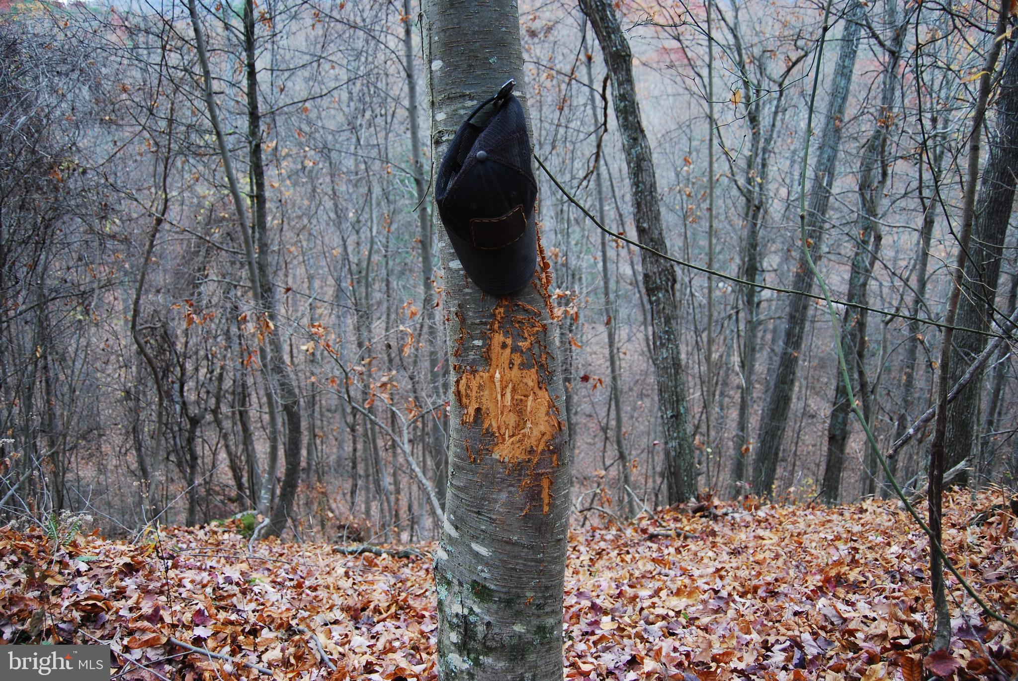 ASHTON WOODS - Land