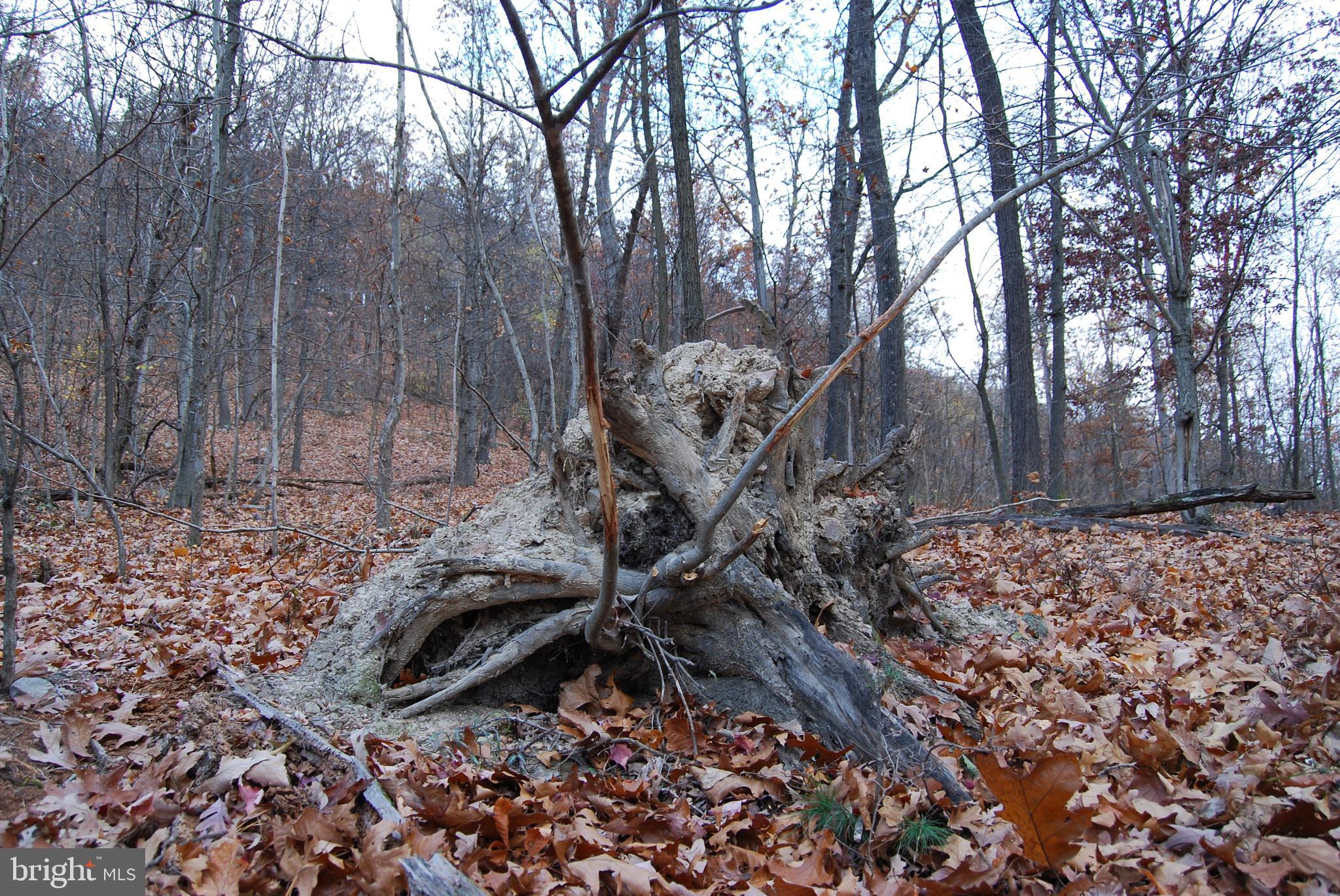 ASHTON WOODS - Land