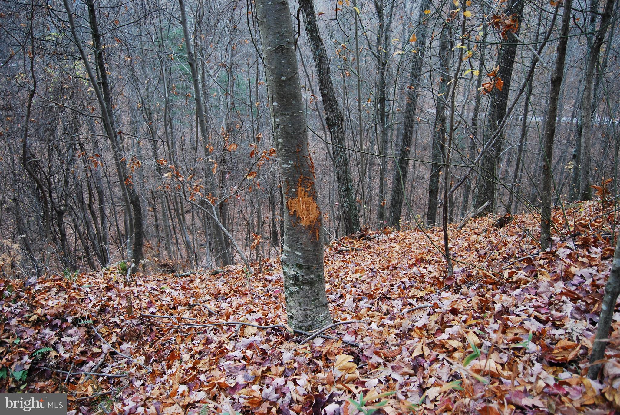 ASHTON WOODS - Land