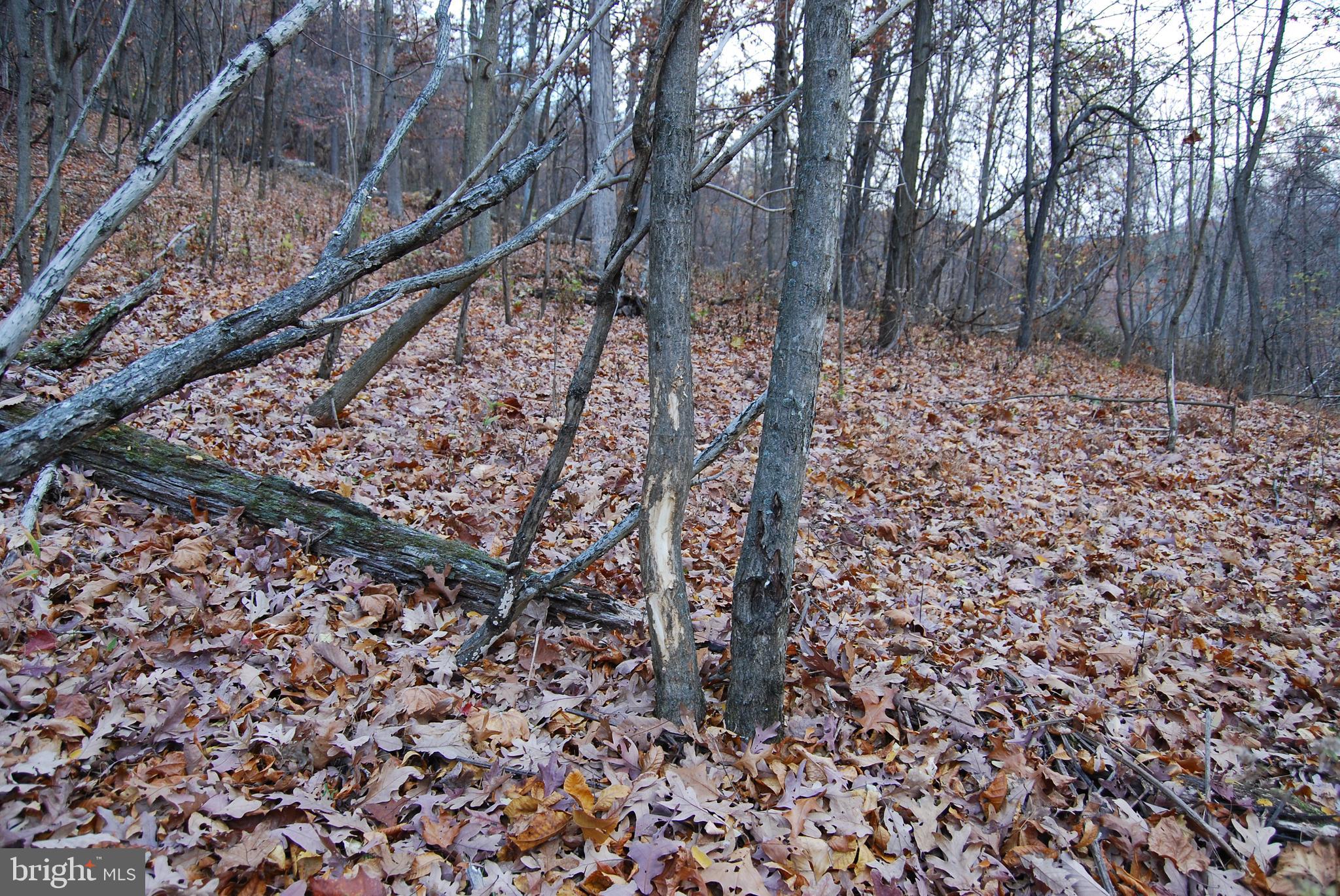 ASHTON WOODS - Land