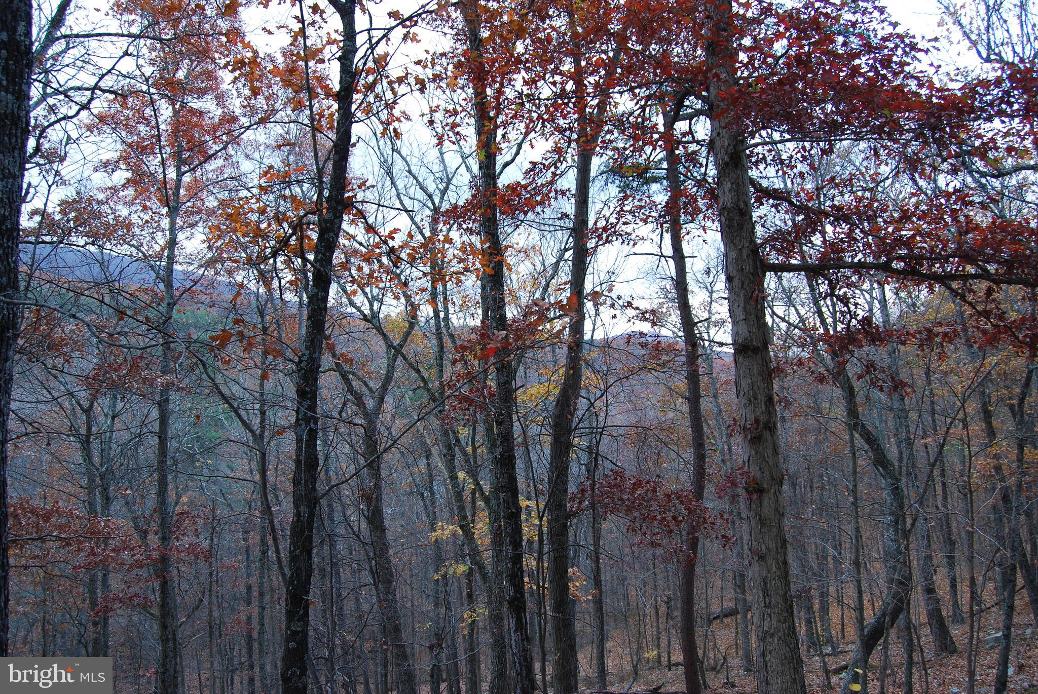 ASHTON WOODS - Land