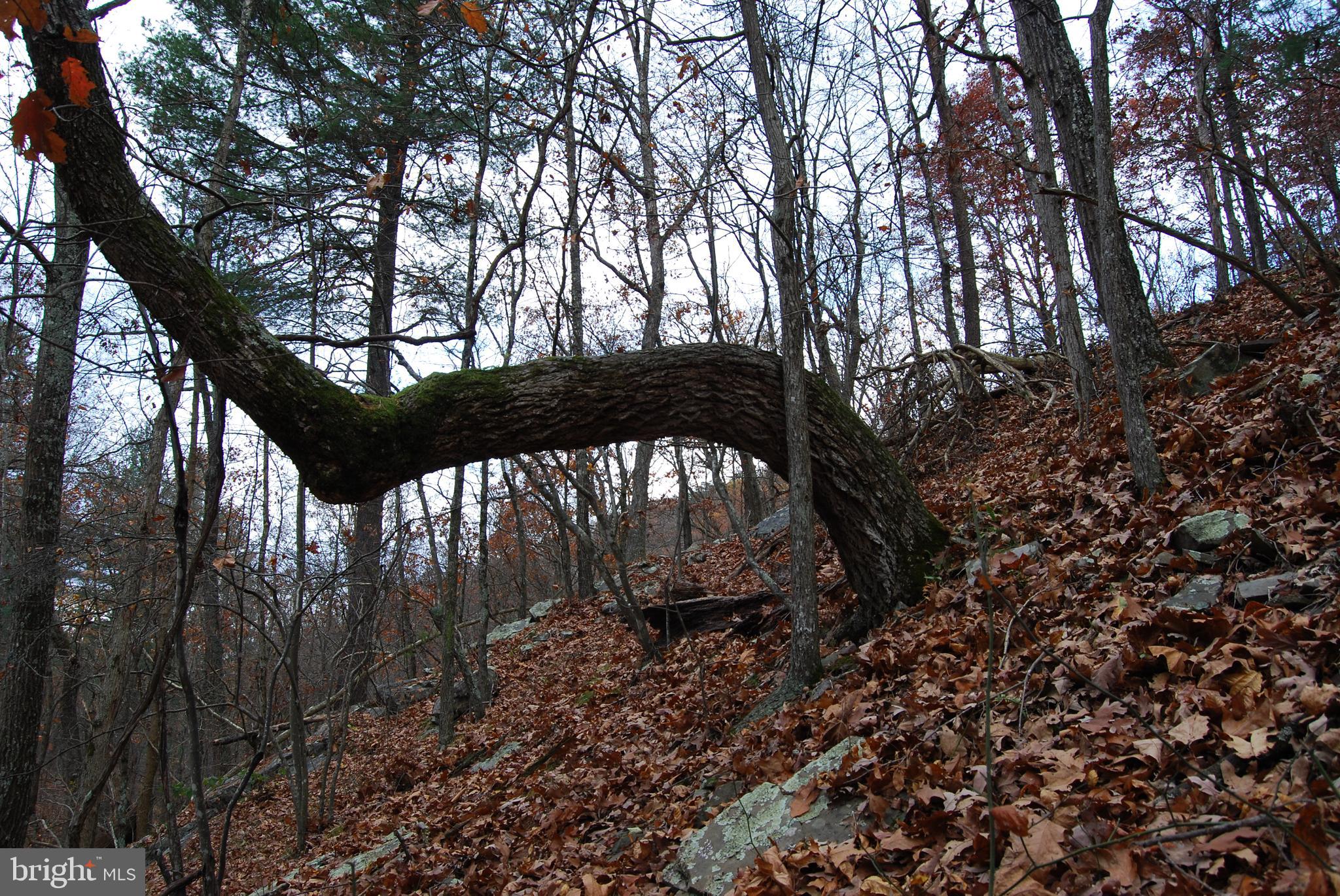 ASHTON WOODS - Land