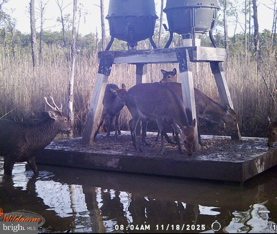 CHURCH CREEK - Land