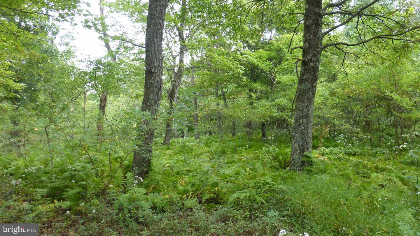 Are you dreaming of owning a piece of pristine wilderness? Look no further! This stunning 11-acre property is located just minutes away from Moorefield and offers a secluded haven surrounded by nature.  The property boasts lush woods and offers an ideal setting for those seeking privacy and tranquility.  With 11 acres at your disposal the possibilities are endless.  Whether you are looking to build your dream home, establish a weekend getaway, or indulge in recreational activities, this property can accommodate your desires.  Picture yourself hiking through the dense forest, exporting hidden trails, or simply enjoying the sights and sounds of wildlife that call this land home. 

Moorefield, West Virginia, known for its small-town charm and friendly community, is just a short drive away, providing easy access to all necessary amenities. From shopping and dining to schools and healthcare facilities, everything you need is within reach. Additionally, this location offers an array of outdoor recreational activities. The nearby South Branch Potomac River is prefect for fishing, kayaking, or simply taking in the breathtaking views. The surrounding area also boasts several state parks and national forests, allowing you to submerge yourself in the beauty of nature. 

Don't miss out on this incredible opportunity to own your very own slice of paradise. Whether you are looking to escape the hustle and bustle of city life or create an outdoor enthusiast's retreat, this 11-acre wooded retreat is waiting for you. Contact us today to schedule a visit and discover the endless possibilities that await you!