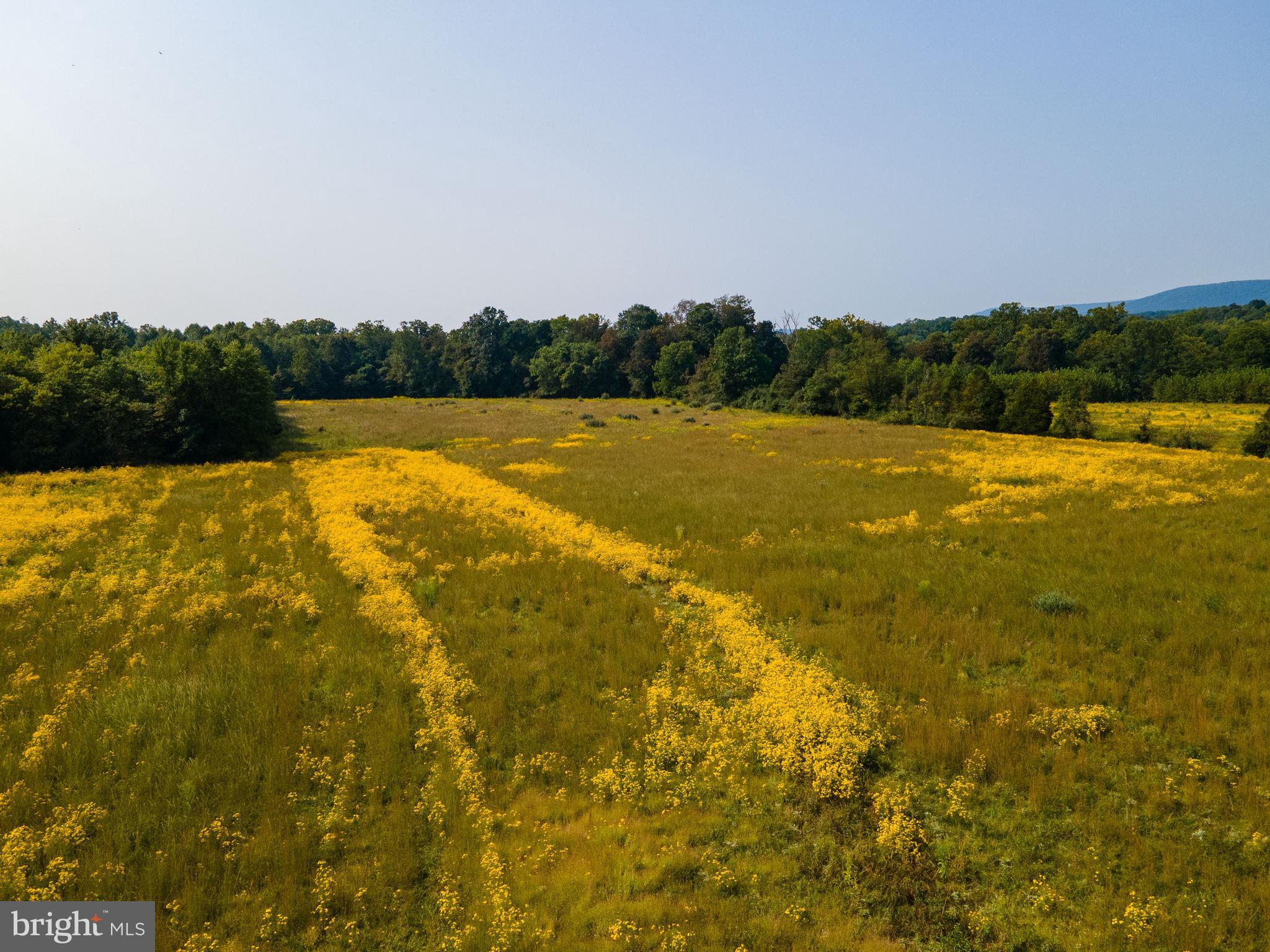 BROOMGRASS - Land