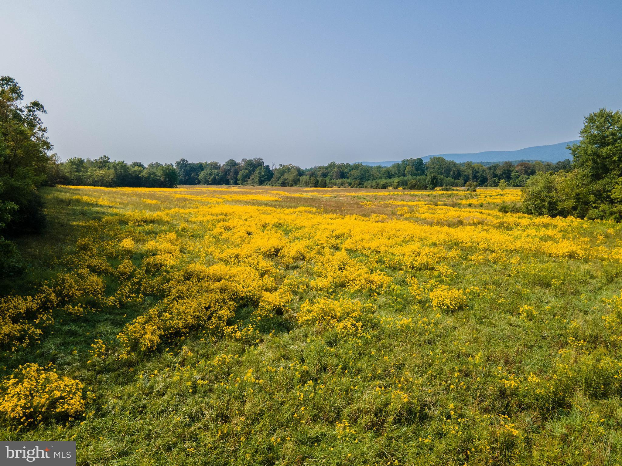 BROOMGRASS - Land