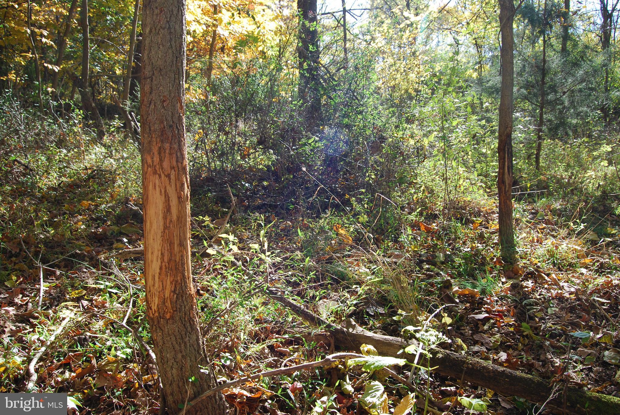BELLWOODE - Land
