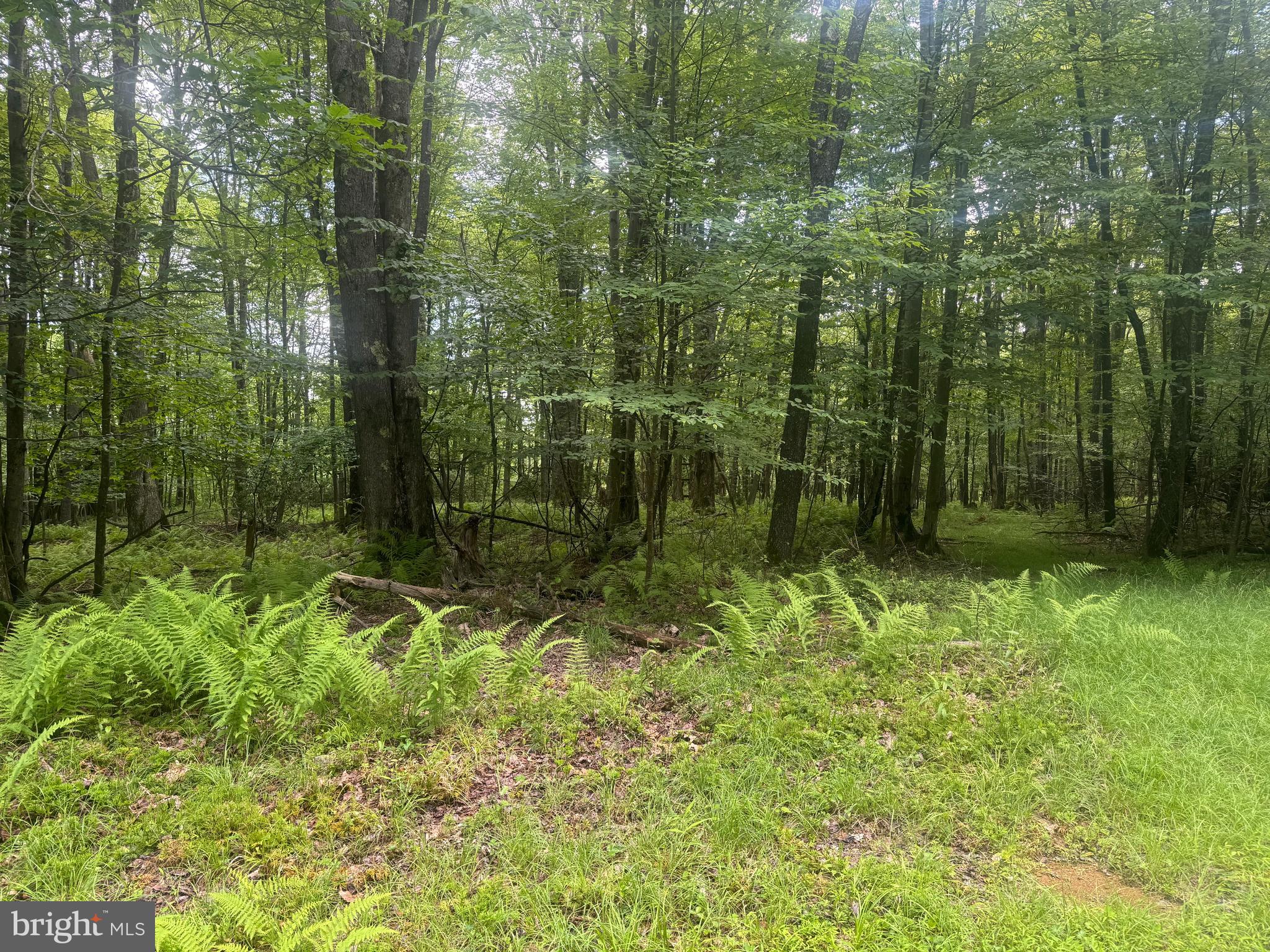 YOUGH MT. RESORT - Land