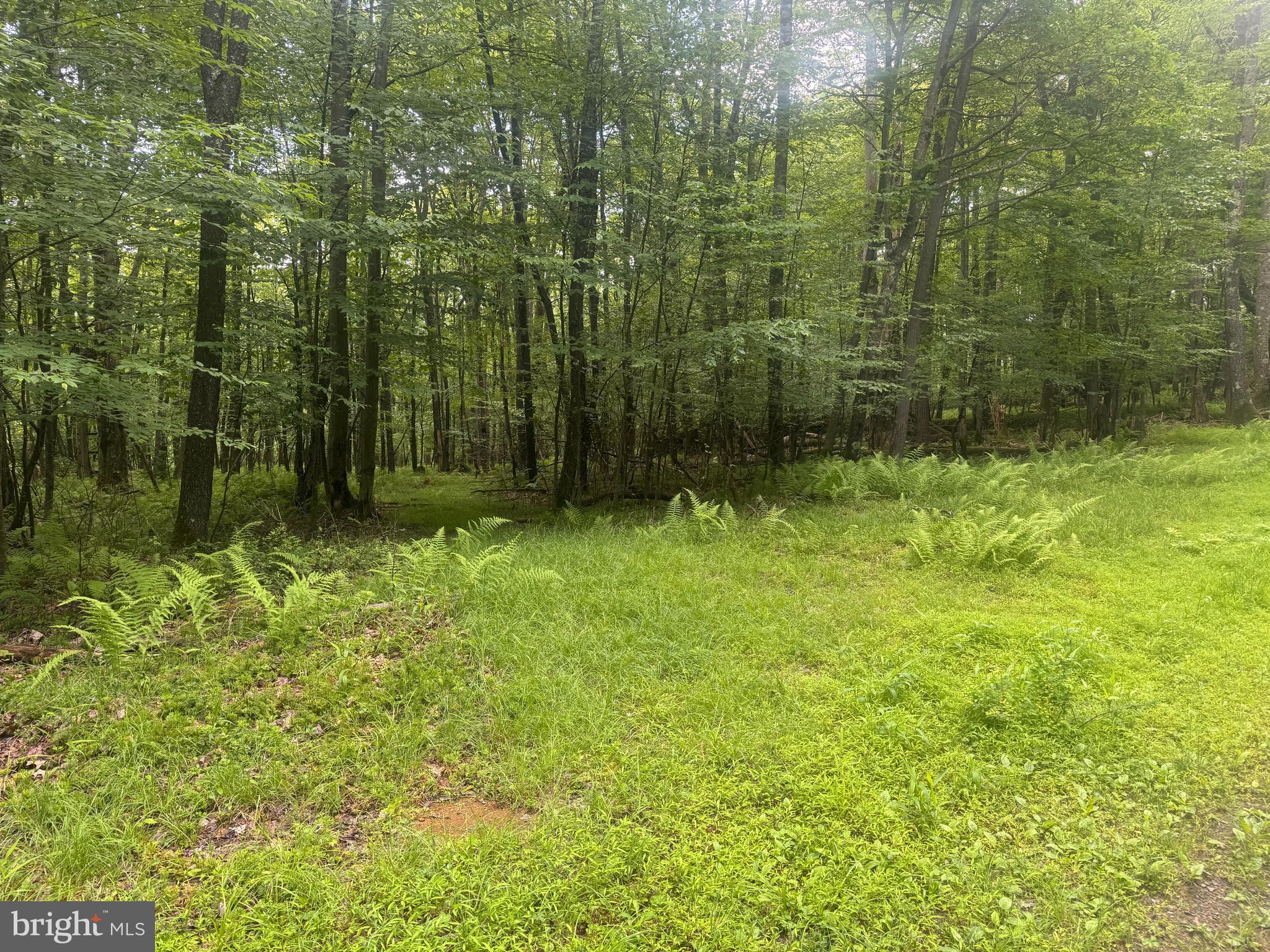 YOUGH MT. RESORT - Land