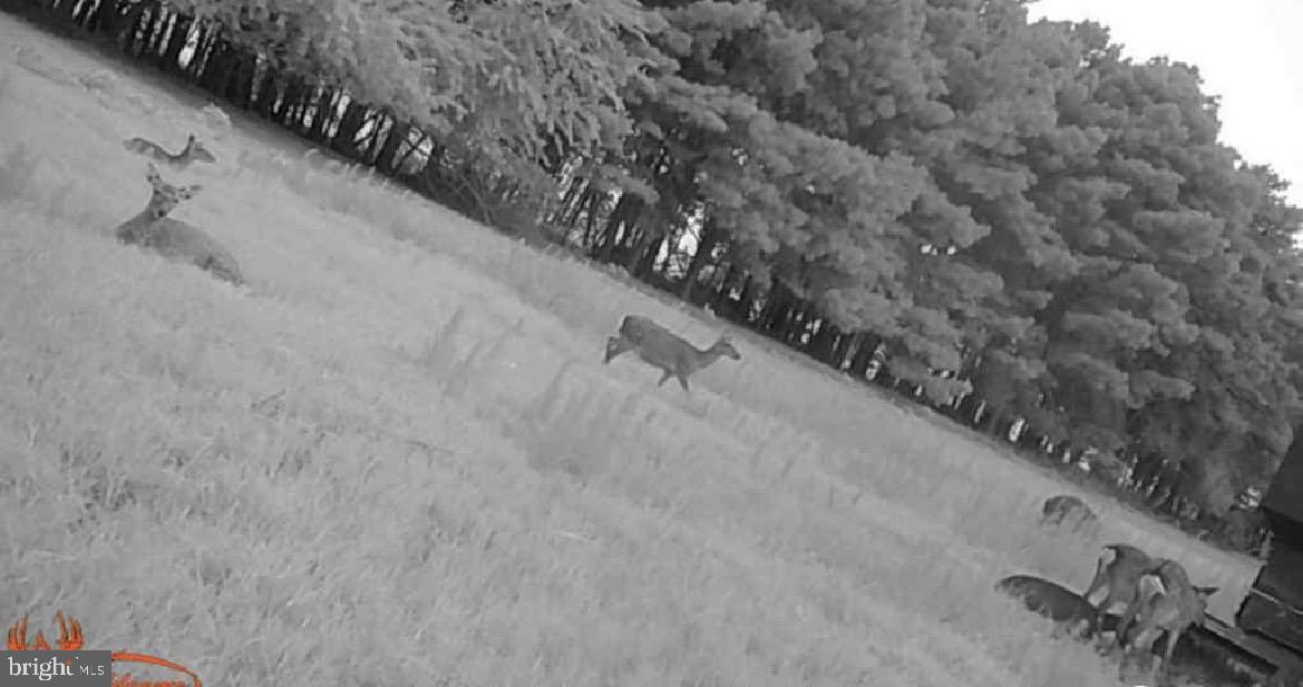 HOOPERS ISLAND - Land