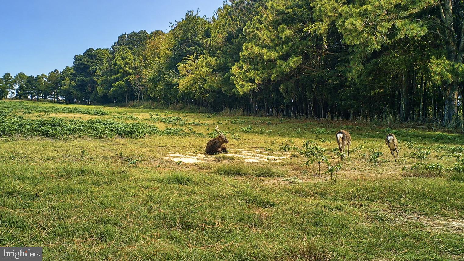HOOPERS ISLAND - Land