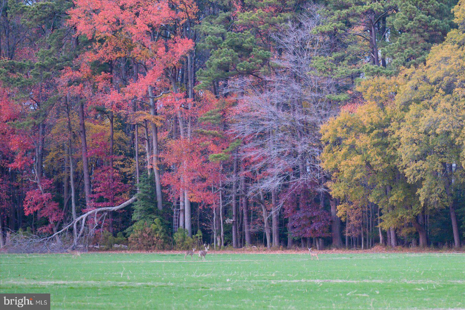 EASTERN NECK - Farm