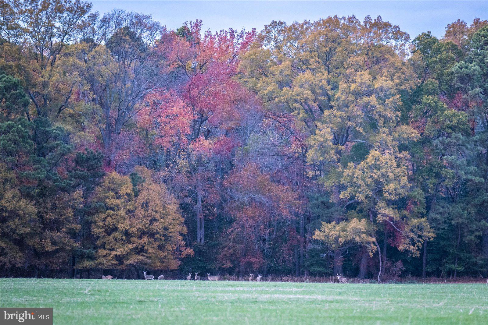 EASTERN NECK - Farm