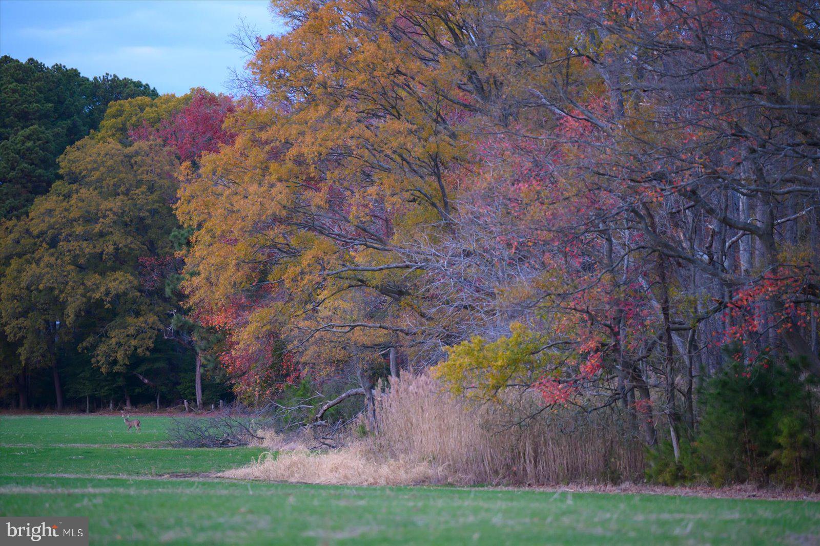 EASTERN NECK - Farm