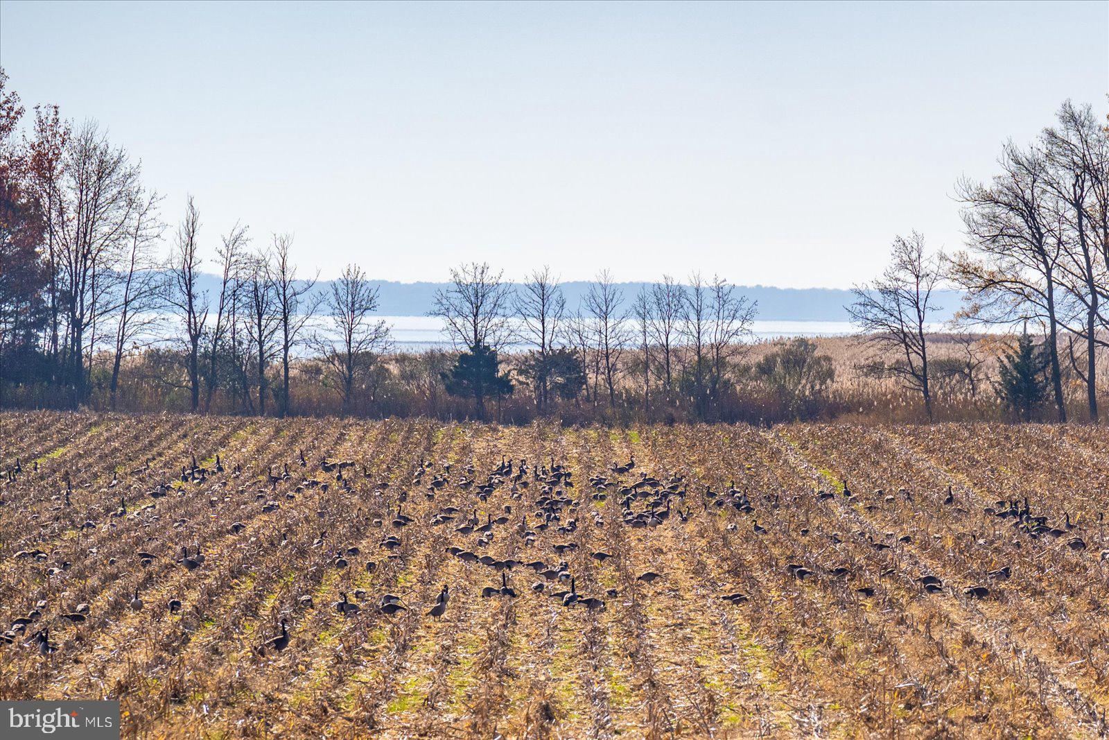 EASTERN NECK - Farm