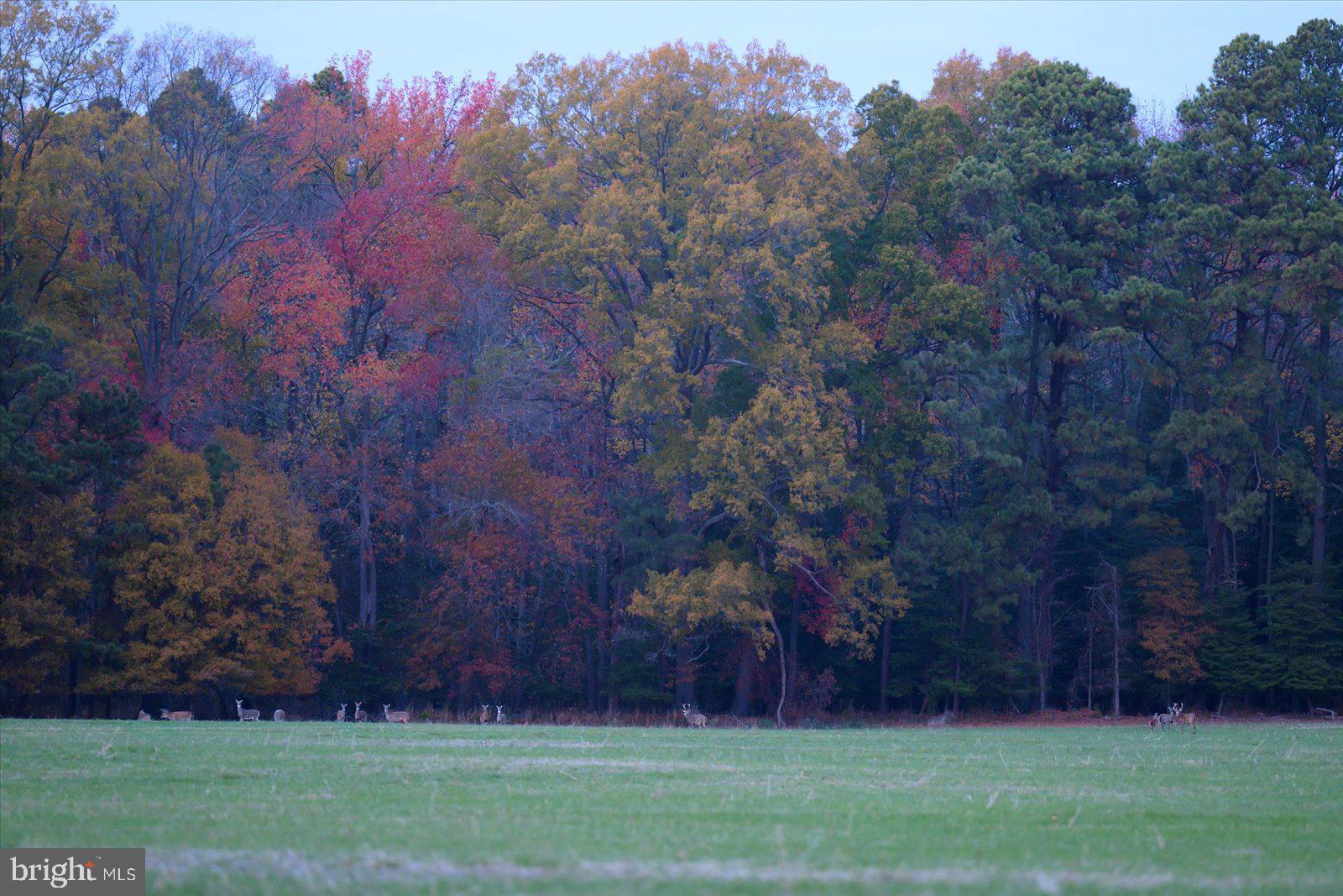 EASTERN NECK - Farm