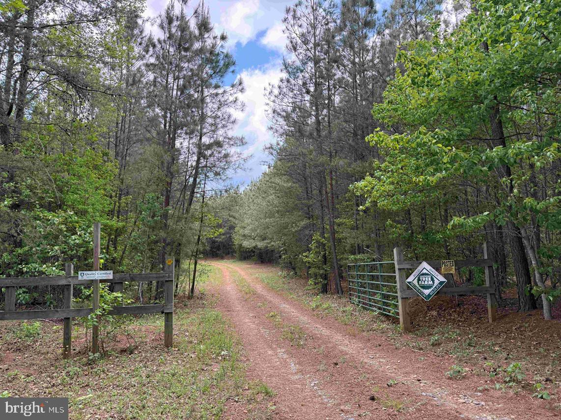 The Moore North tract spans 424 acres and is conveniently situated on Bell Road, just 2.8 miles from Dillwyn. Access to the property is straightforward, thanks to two 100-foot-wide fee strips connecting directly to Bell Road, while well-maintained interior roads allow easy navigation throughout the land.

The landscape features rolling hills, highlighted by Tower Branch, which flows through the northern section and enhances both the natural beauty and habitat. The tract’s timber assets are substantial and varied: 166 acres of Loblolly pine planted in 2010, 124 acres planted in 2011, and 51 acres established in 2012. In addition, there are 71 acres of naturally grown, mature mixed pine and hardwoods dating back to the 1970s, offering both diversity and long-term value.

This property is an exceptional candidate for timber investment, and its size and layout make it equally suitable for a large estate farm. The Moore North tract also provides excellent wildlife habitat, making it ideal for hunting and outdoor recreation. Whether your interests lie in forestry, agriculture, or simply enjoying the tranquility of nature, this tract offers remarkable versatility and great potential.

Disclaimer: Property inspections shall be done during daylight hours. Seller and Advance Land and Timber, LLC in no way make any representations or warranties regarding the conditions of the property, including any and all access routes, and all persons entering upon the property do so at their own risk and accept said property as-is in its existing condition during such inspections. All persons entering upon the property assume all risks and liabilities and agree to indemnify, defend, and hold harmless Seller, its affiliates, officers, directors, managers, agents, representatives and employees from and against any and all claims, demands, causes of action, injuries (including death) and damages resulting from any accident, incident, or occurrence arising out of, incidental to or in any way resulting from his or her inspection of the property or his or her exposure to the conditions of the property.
