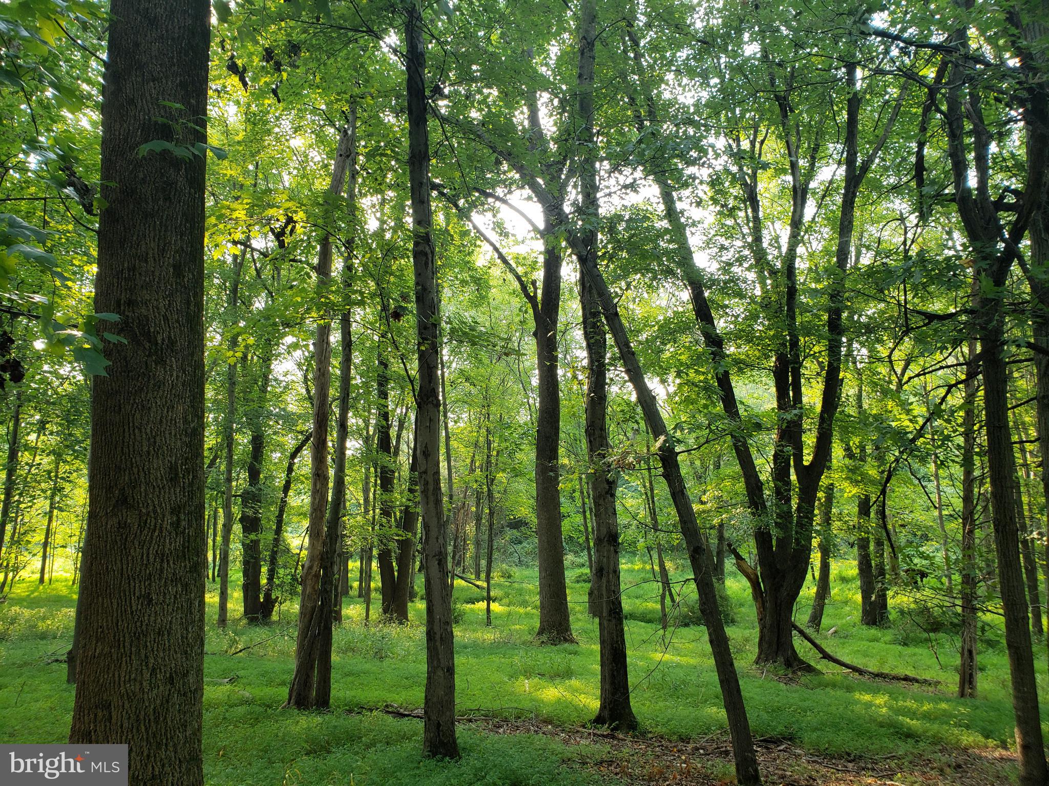 This 5-acre corner lot offers approximately 797 feet of road frontage on Thomas Ave and approximately 270 feet on Kentland Drive, providing excellent visibility and access. Bring your architect or builder to explore the best locations for your dream home. With no HOA restrictions, this is a fantastic opportunity to build in a peaceful, natural setting, away from the hustle and bustle of the city. The property also holds great potential for having horses. Soil percolation tests were done in 1985 for the  land off Thomas Ave and in 1992 for the land off of Kentland Drive,  yielding satisfactory results. Don’t miss this opportunity to create your perfect retreat!